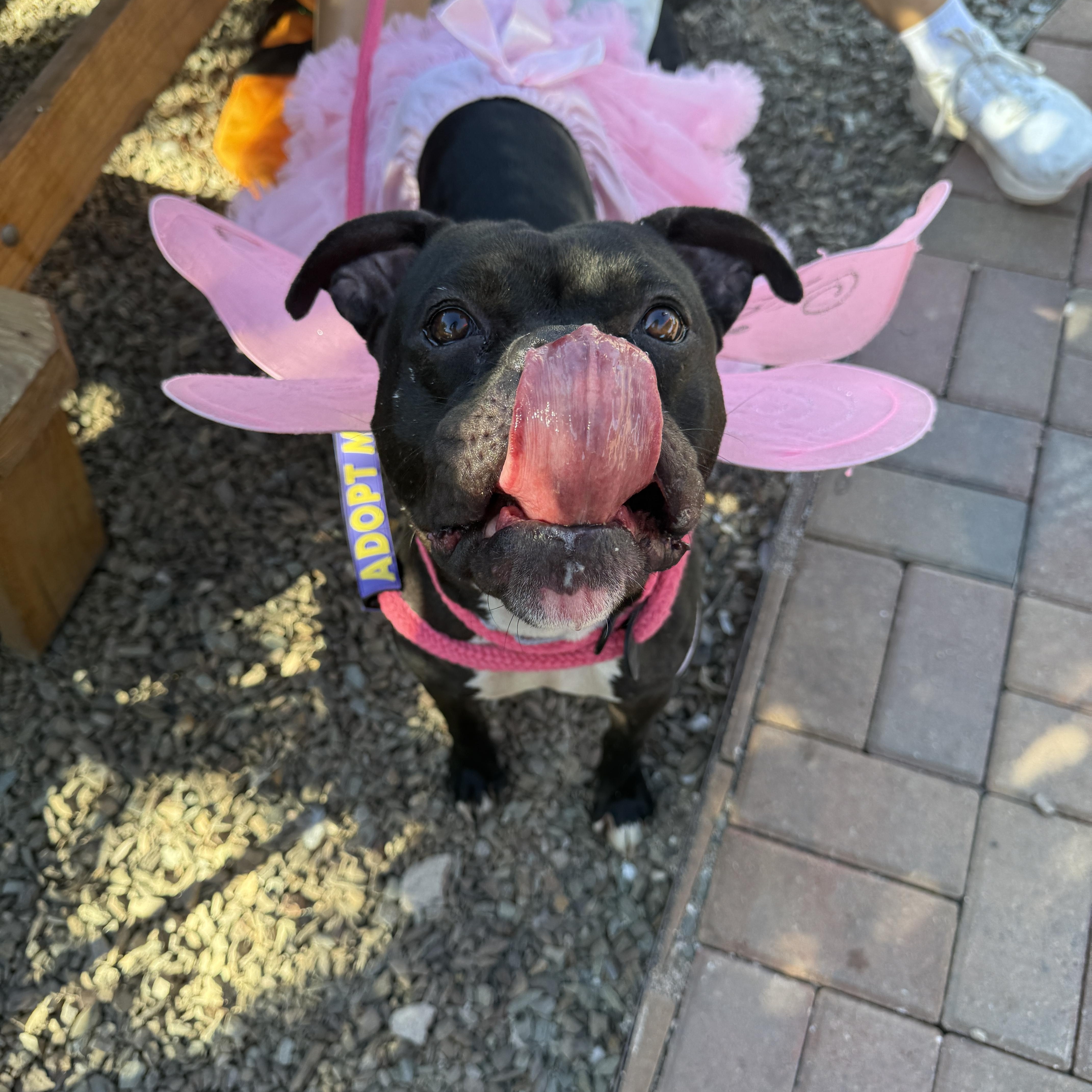 Enlarge Ruby, a Adoptable mixed breed in Chandler, AZ image 3/4