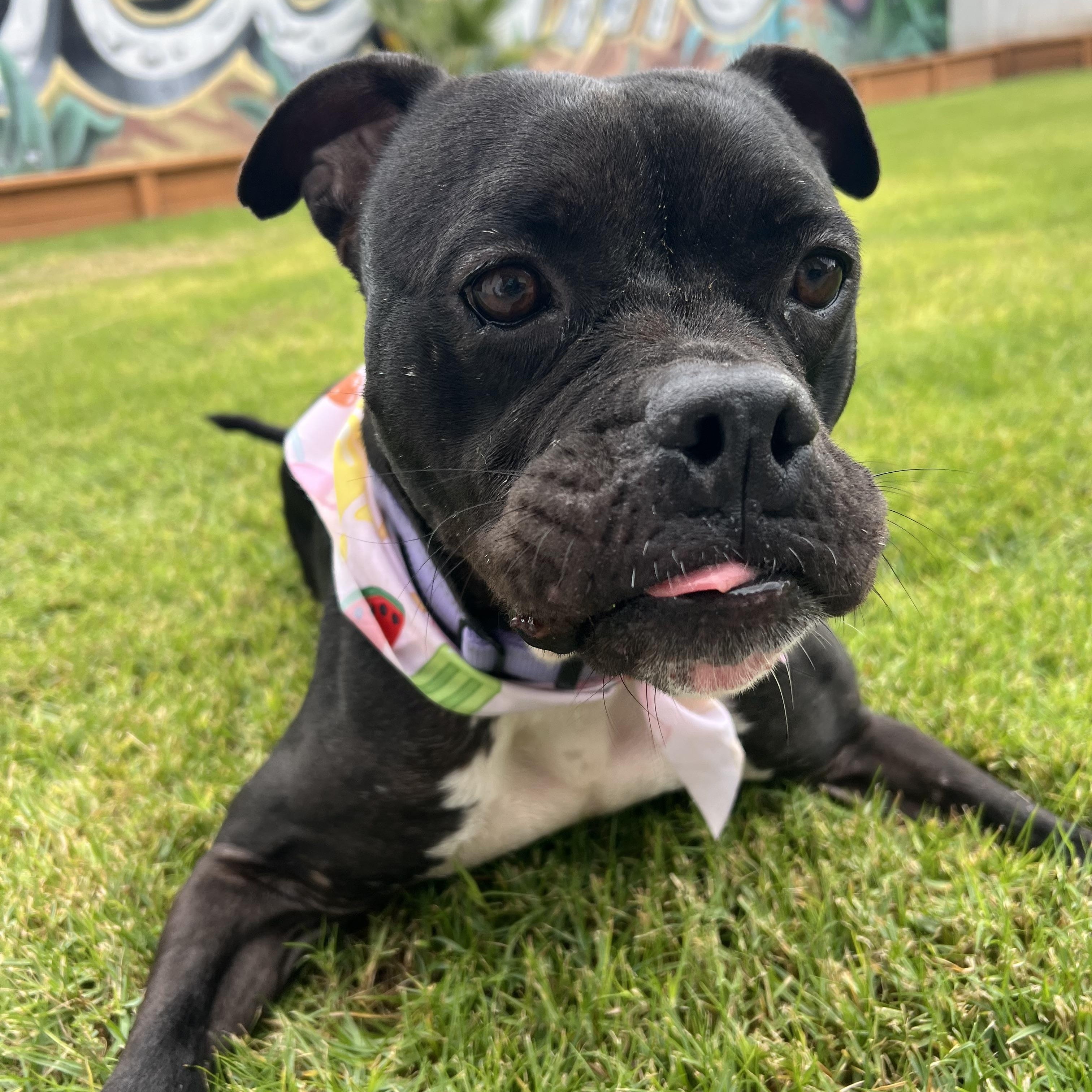 Enlarge Ruby, a Adoptable mixed breed in Chandler, AZ image 4/4