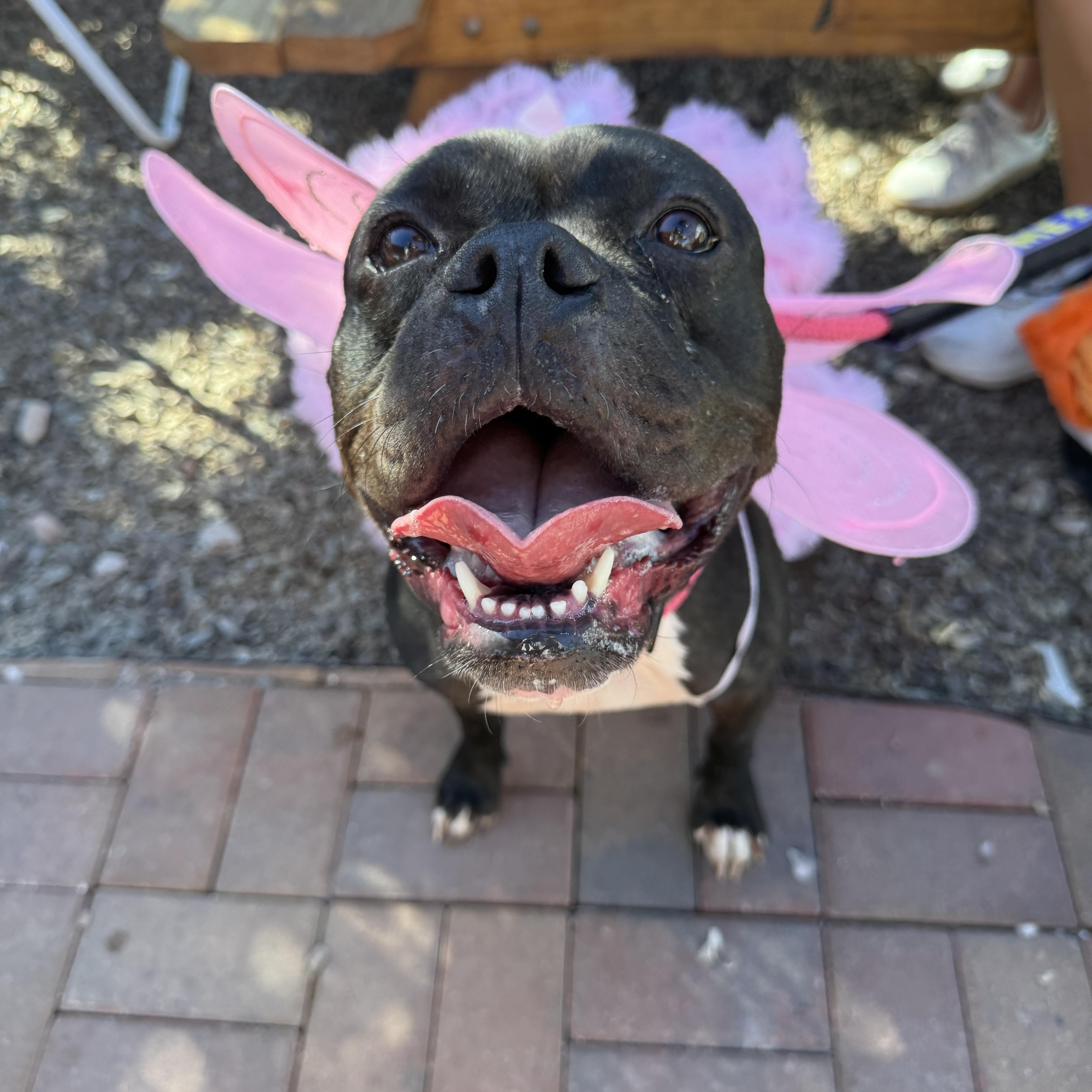 Enlarge Ruby, a Adoptable mixed breed in Chandler, AZ image 2/4