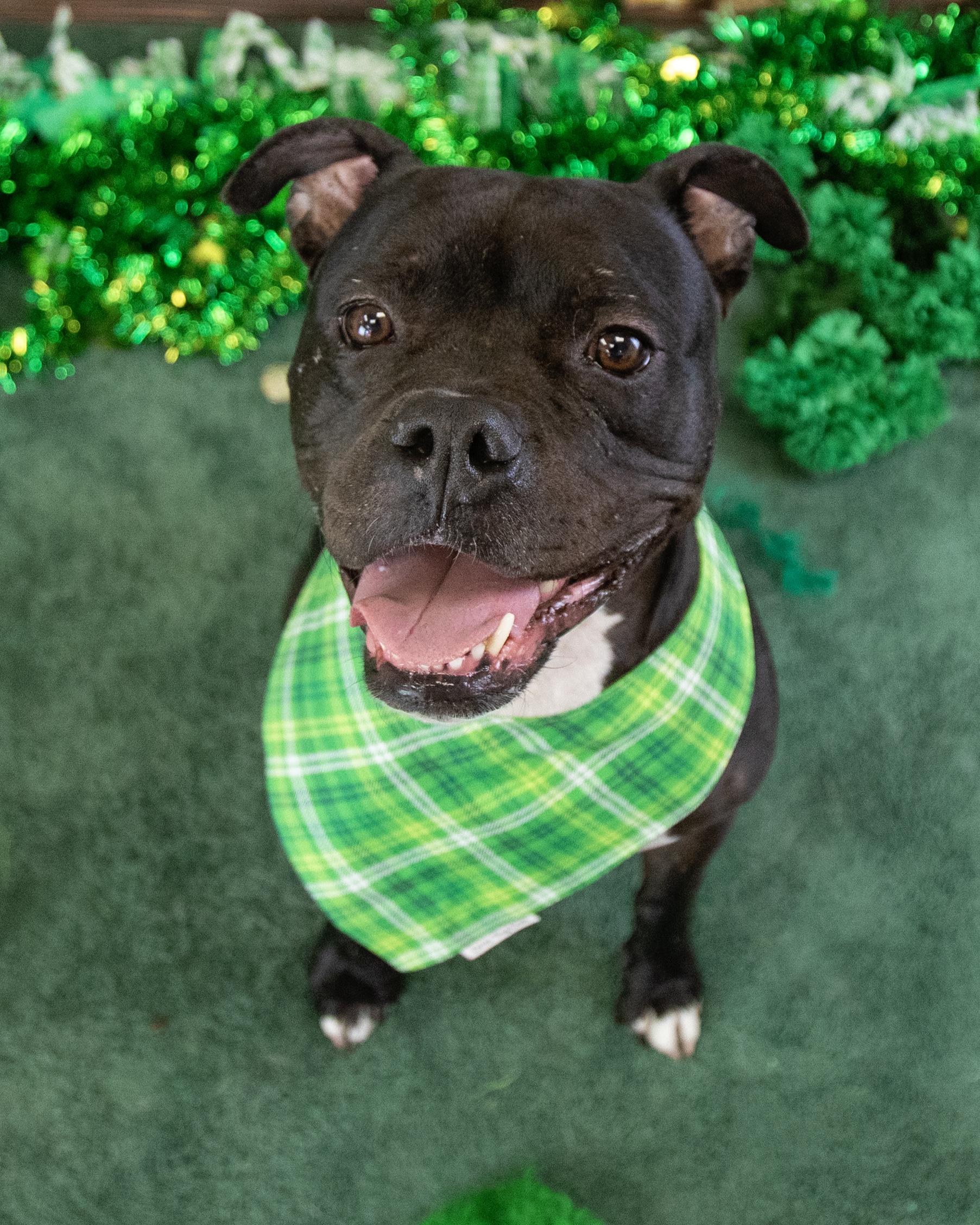 Enlarge Ruby, a Adoptable mixed breed in Chandler, AZ image 1/6