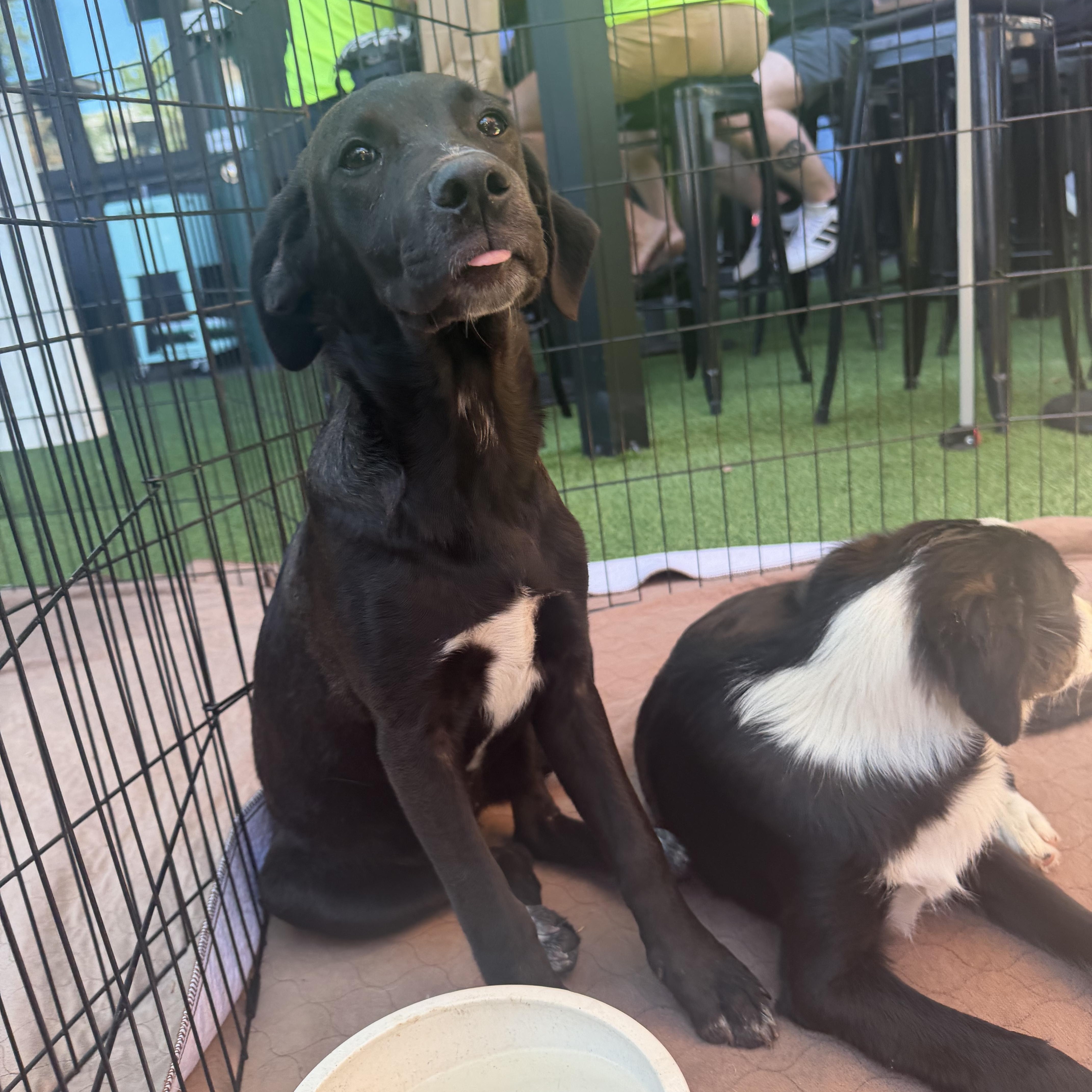 Enlarge Maude, an adopted mixed breed in Concord, CA image 1/5