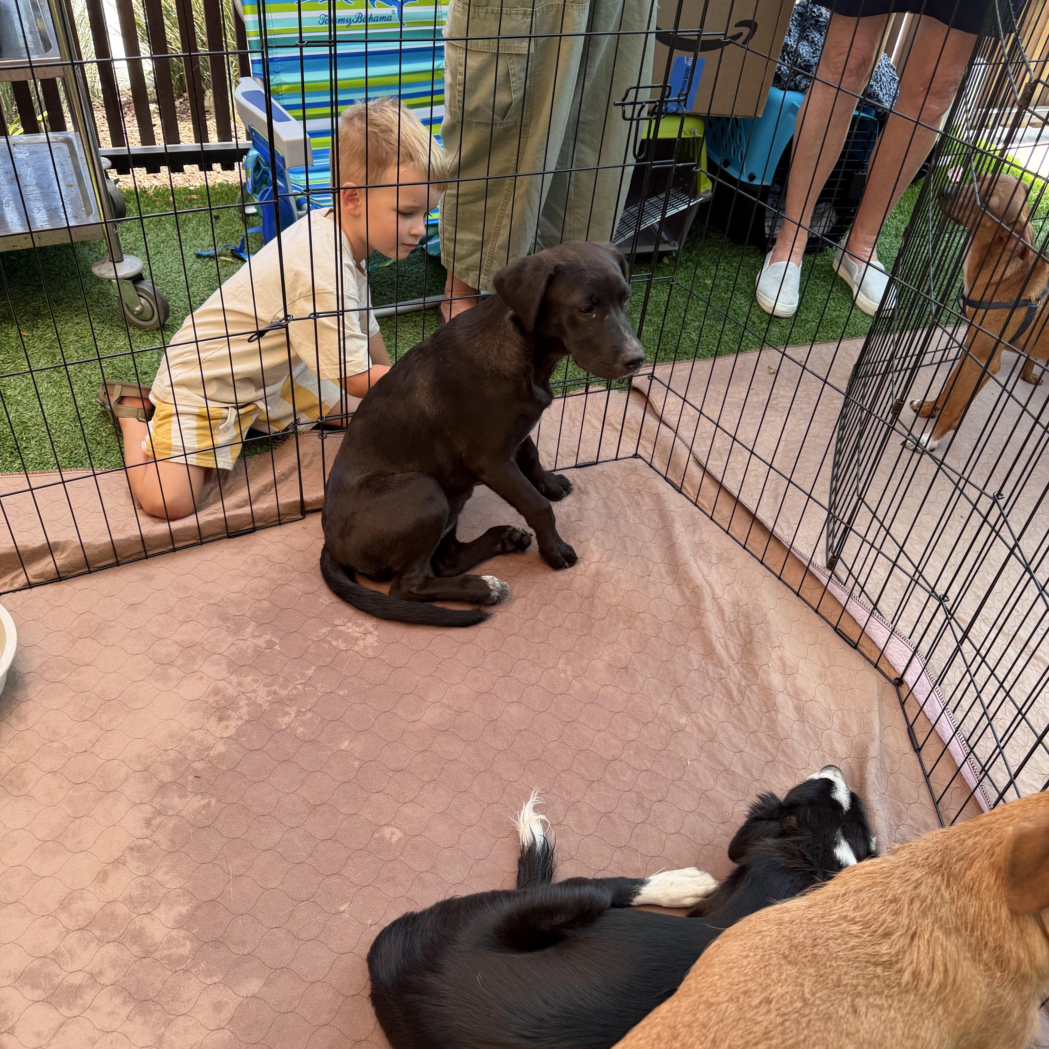 Enlarge Maude, an adopted mixed breed in Concord, CA image 2/5