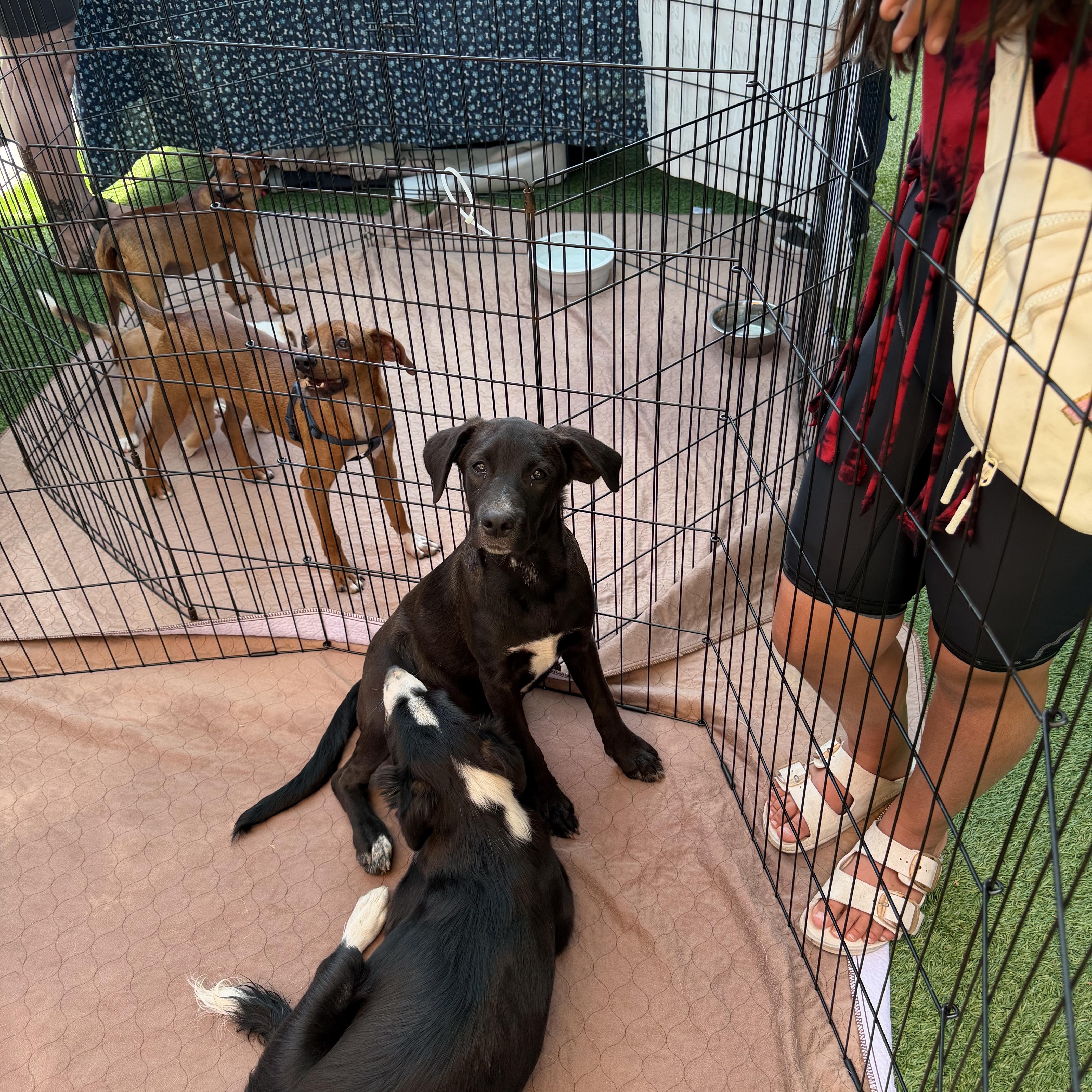 Enlarge Maude, an adopted mixed breed in Concord, CA image 5/5