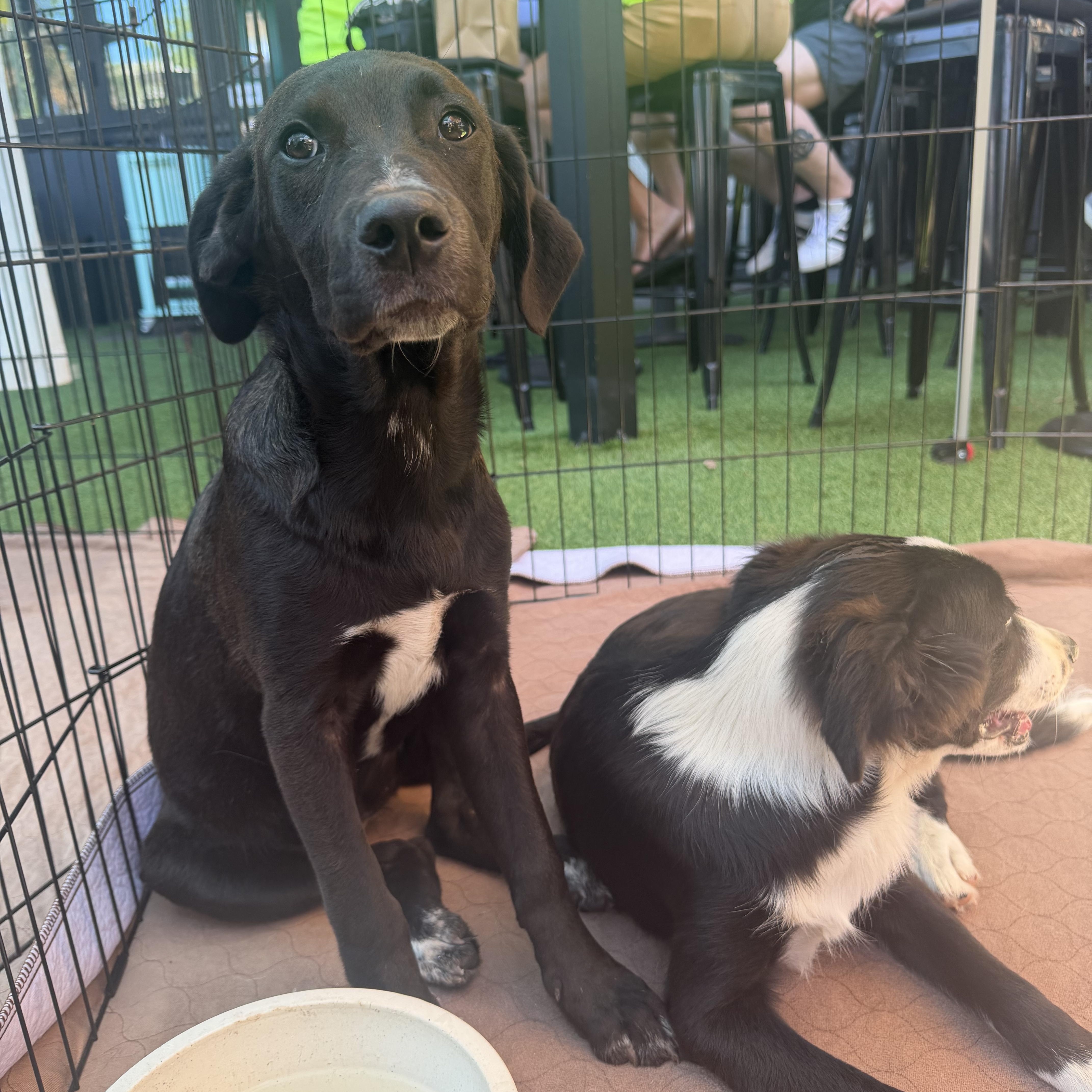 Enlarge Maude, an adopted mixed breed in Concord, CA image 4/5