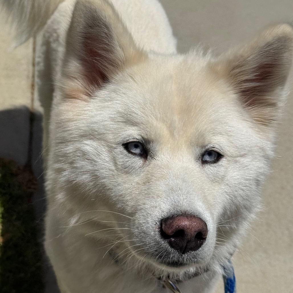 Kiki, Adoptable, Adult Female Siberian Husky.