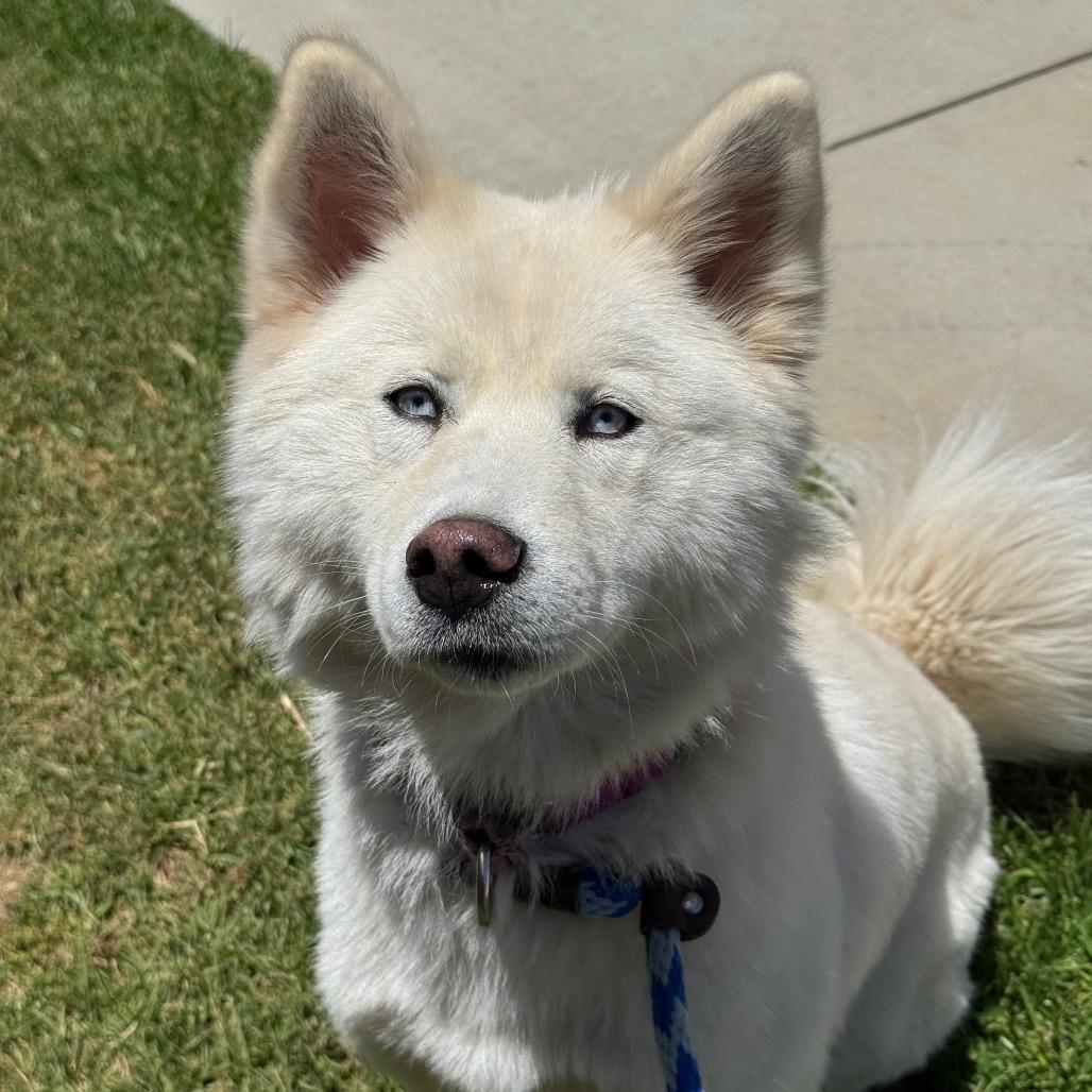 Kiki, a Adoptable Siberian Husky in Santa Barbara, CA image 2/6
