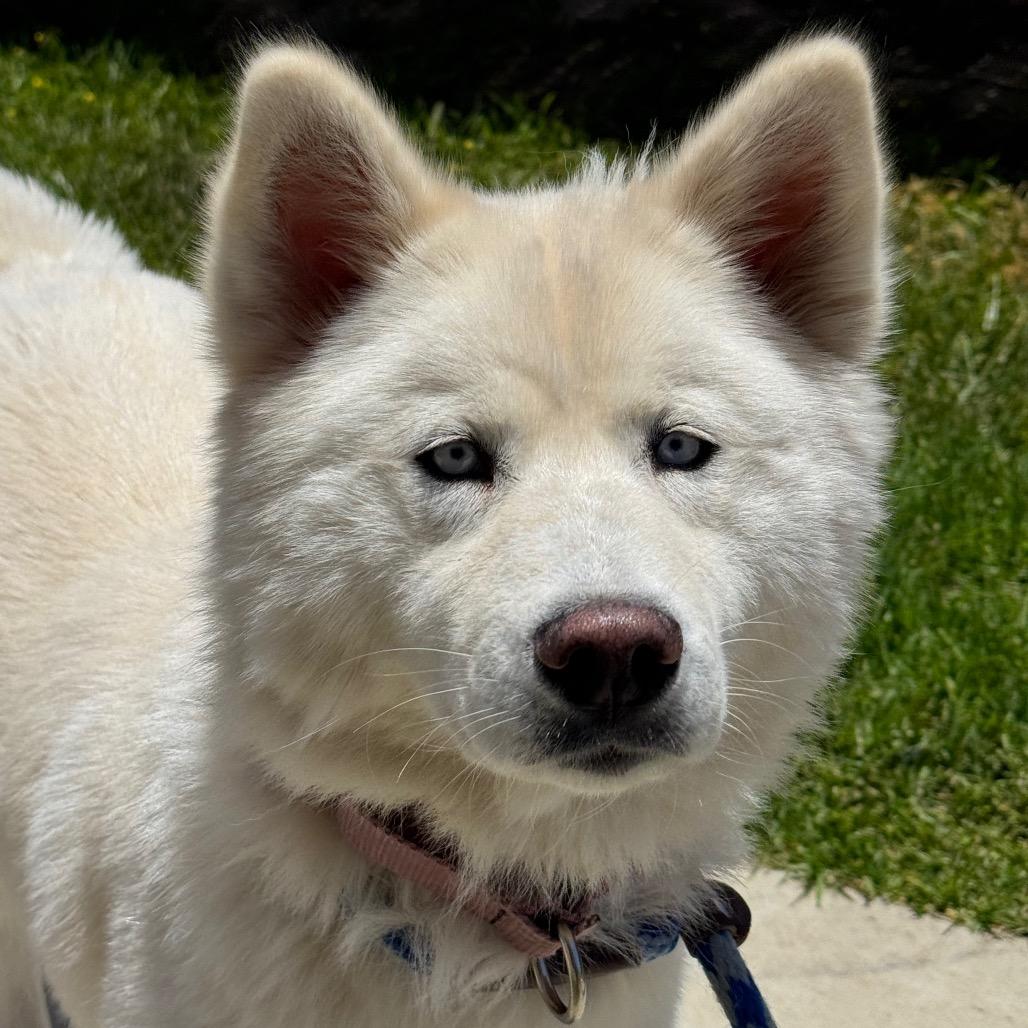 Kiki, a Adoptable Siberian Husky in Santa Barbara, CA image 3/6