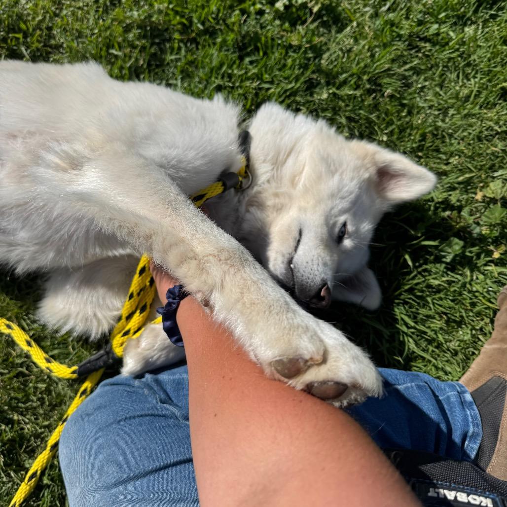 Kiki, a Adoptable Siberian Husky in Santa Barbara, CA image 4/6