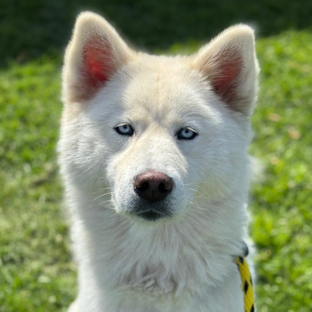 Kiki, a Adoptable Siberian Husky in Santa Barbara, CA image 5/6