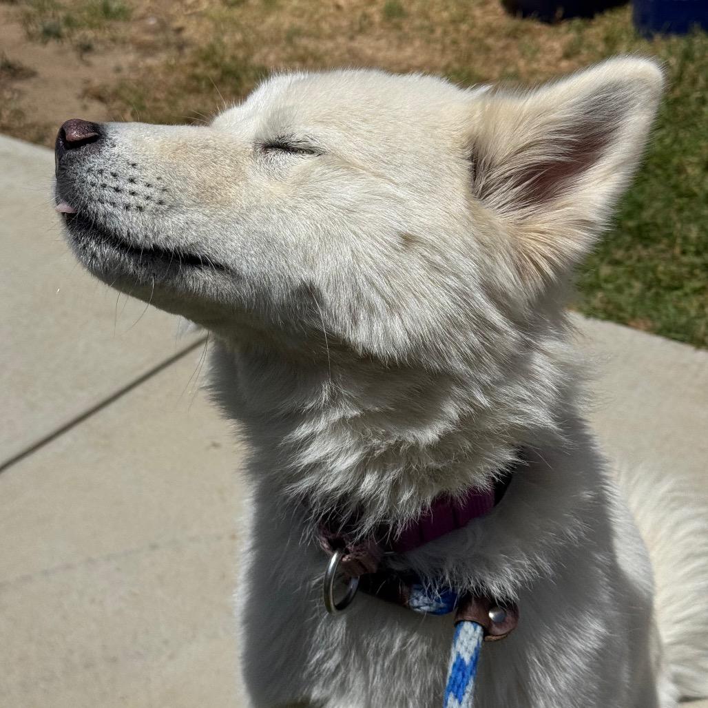 Kiki, a Adoptable Siberian Husky in Santa Barbara, CA image 6/6