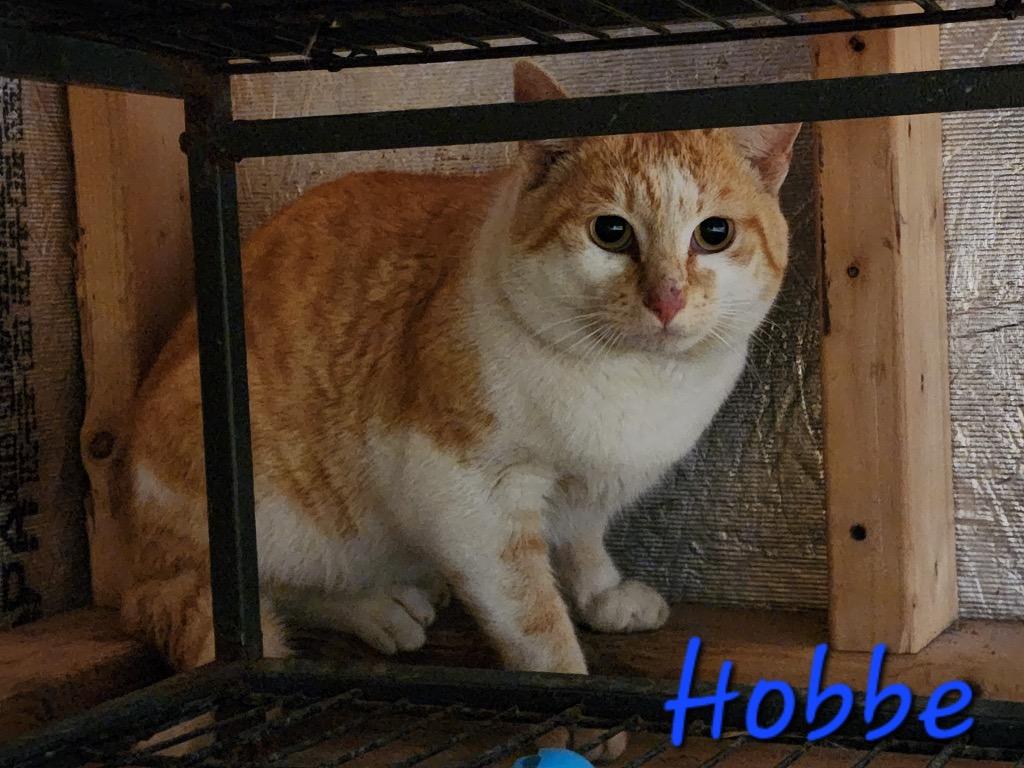 Enlarge Hobbe, a Adoptable mixed breed in Cambridge, MD image 1/6