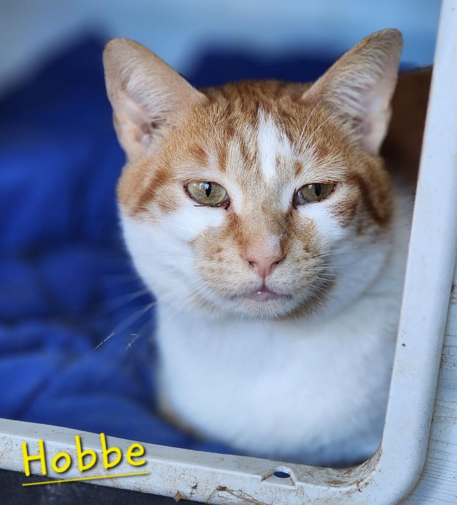 Enlarge Hobbe, a Adoptable mixed breed in Cambridge, MD image 2/6