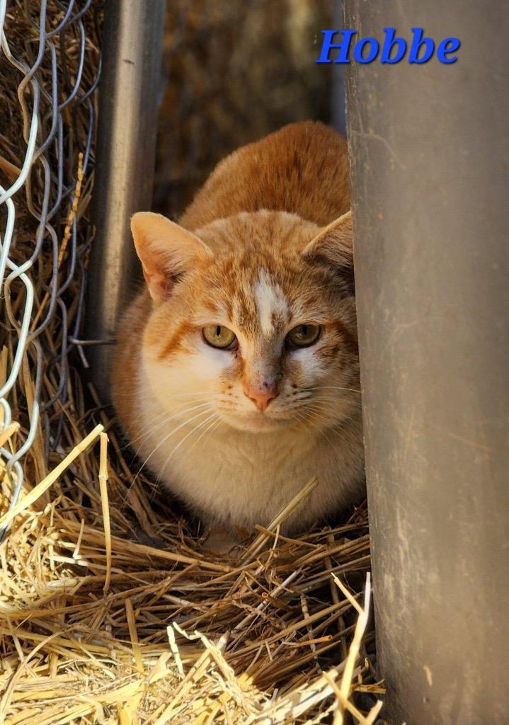 Enlarge Hobbe, a Adoptable mixed breed in Cambridge, MD image 3/6