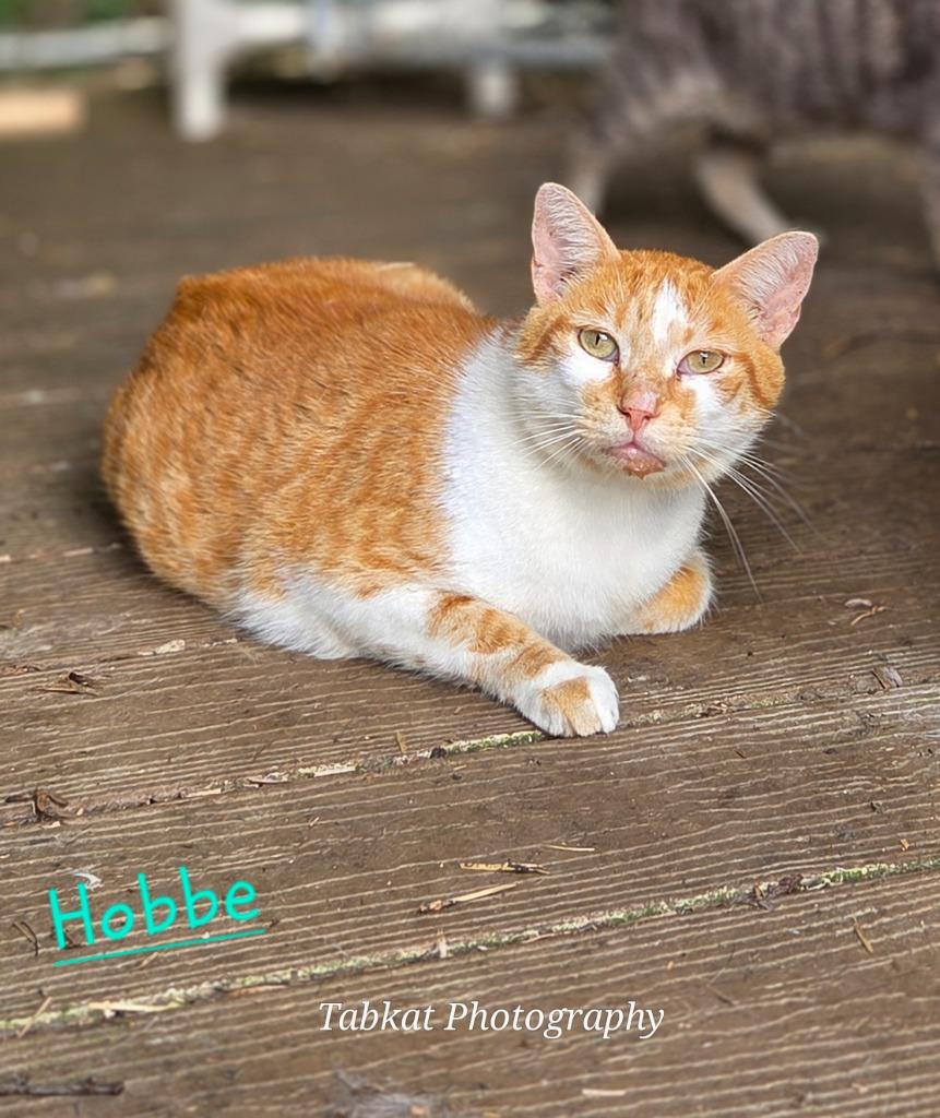 Enlarge Hobbe, a Adoptable mixed breed in Cambridge, MD image 4/6