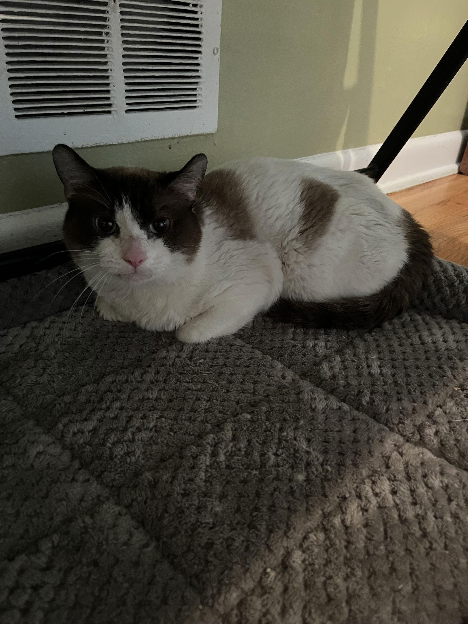 Moss Rose, Adoptable, Adult Male Domestic Long Hair & Siamese.