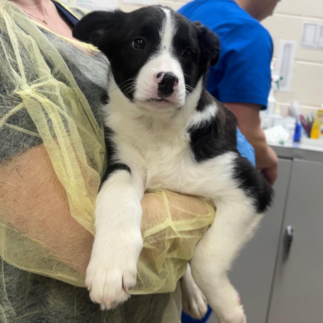 Rexx, Adoptable, Puppy Male Border Collie & Mixed Breed.