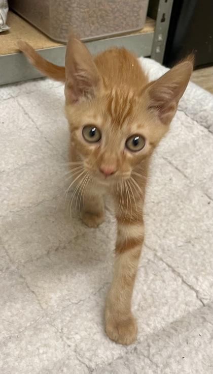 Griff, Adoptable, Young Male Domestic Short Hair.