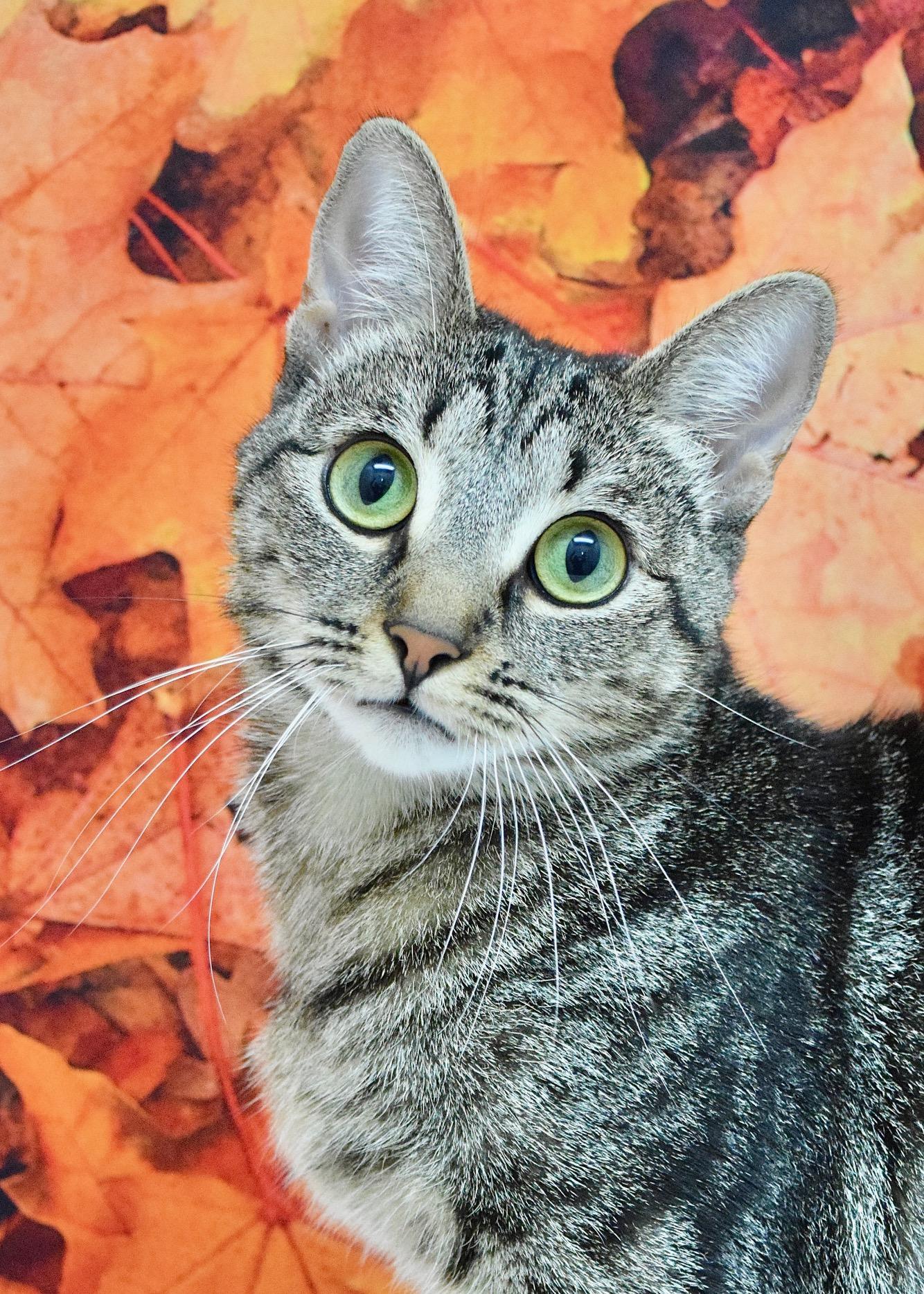Dahlia, Adoptable, Young Female Domestic Short Hair.