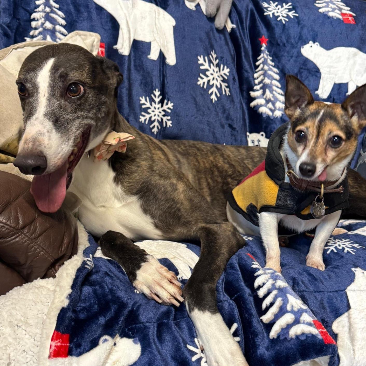 Mags The Cooper (Mags), Adoptable, Adult Female Greyhound.