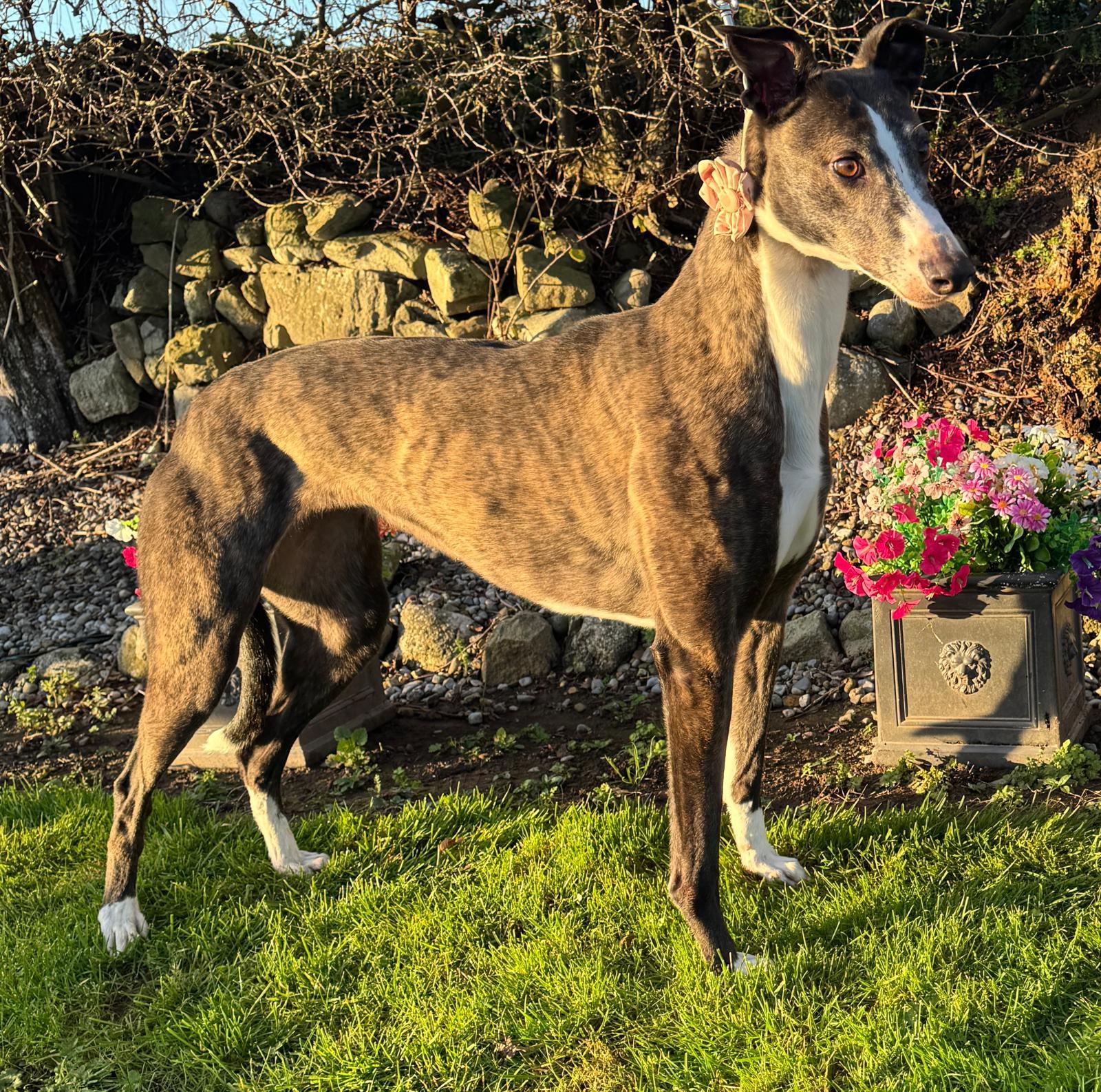 Enlarge Mags The Cooper (Mags), a Adoptable Greyhound in Tarpon Springs, FL image 3/6