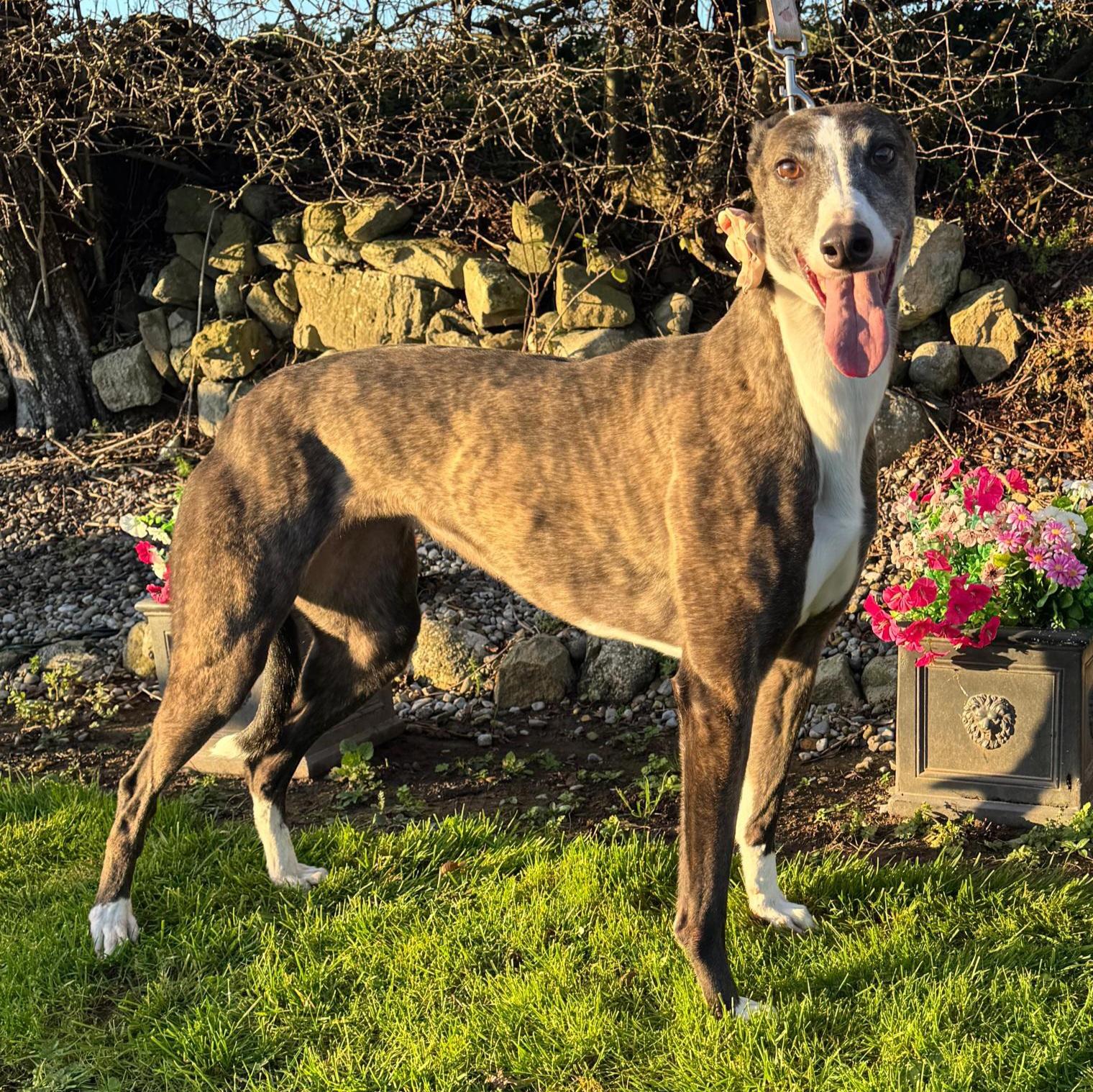 Enlarge Mags The Cooper (Mags), a Adoptable Greyhound in Tarpon Springs, FL image 5/6