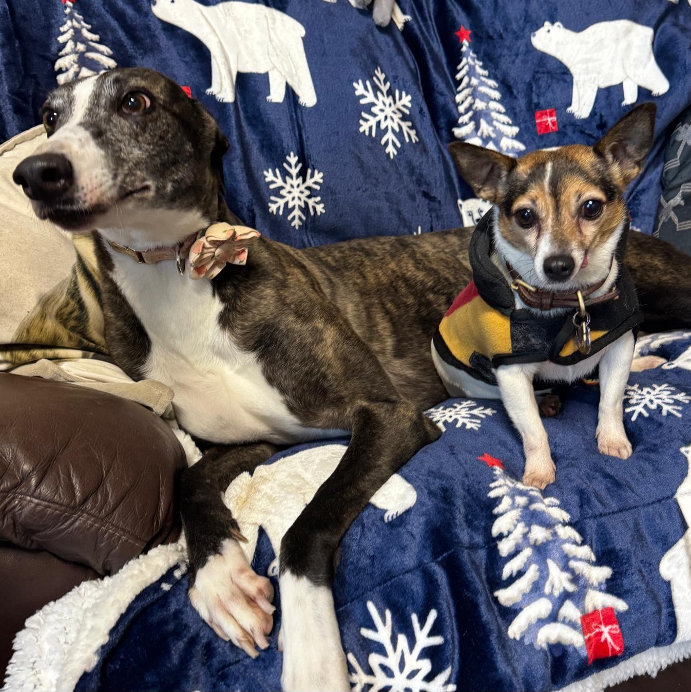 Enlarge Mags The Cooper (Mags), a Adoptable Greyhound in Tarpon Springs, FL image 6/6