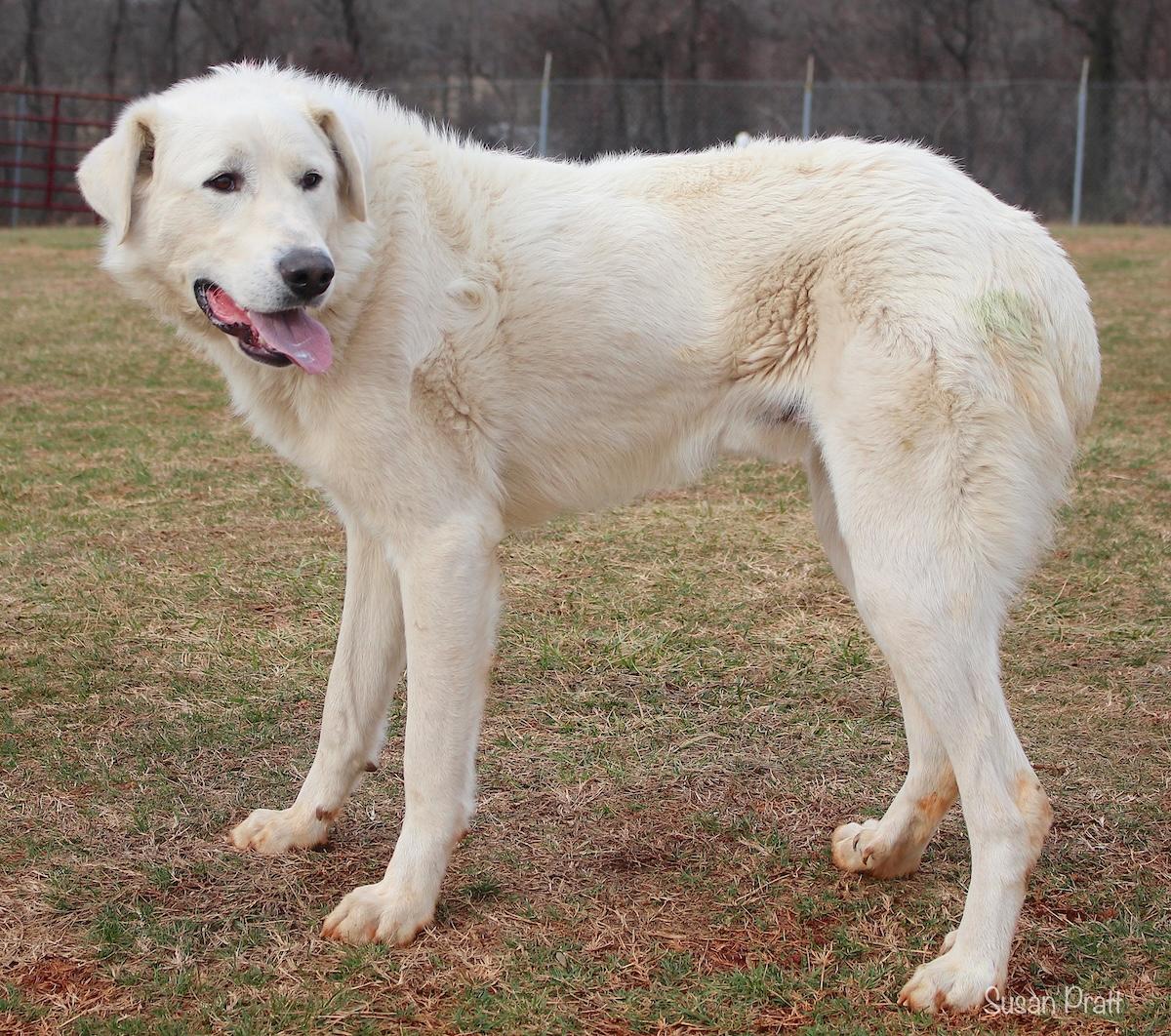 Duke, an adopted mixed breed in Bedford, VA image 2/3