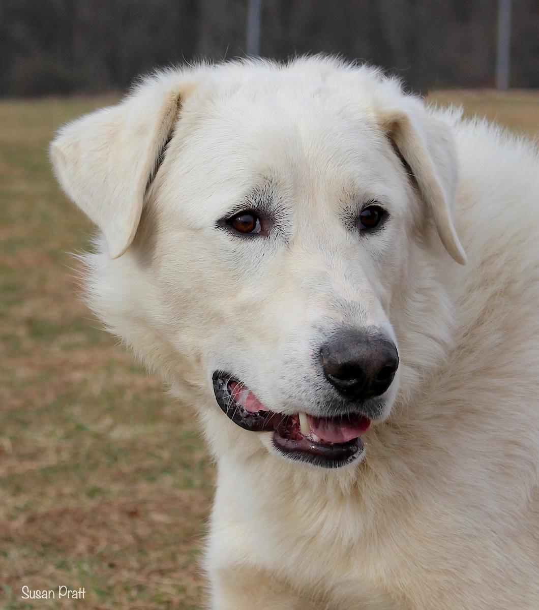 Duke, an adopted mixed breed in Bedford, VA image 1/3