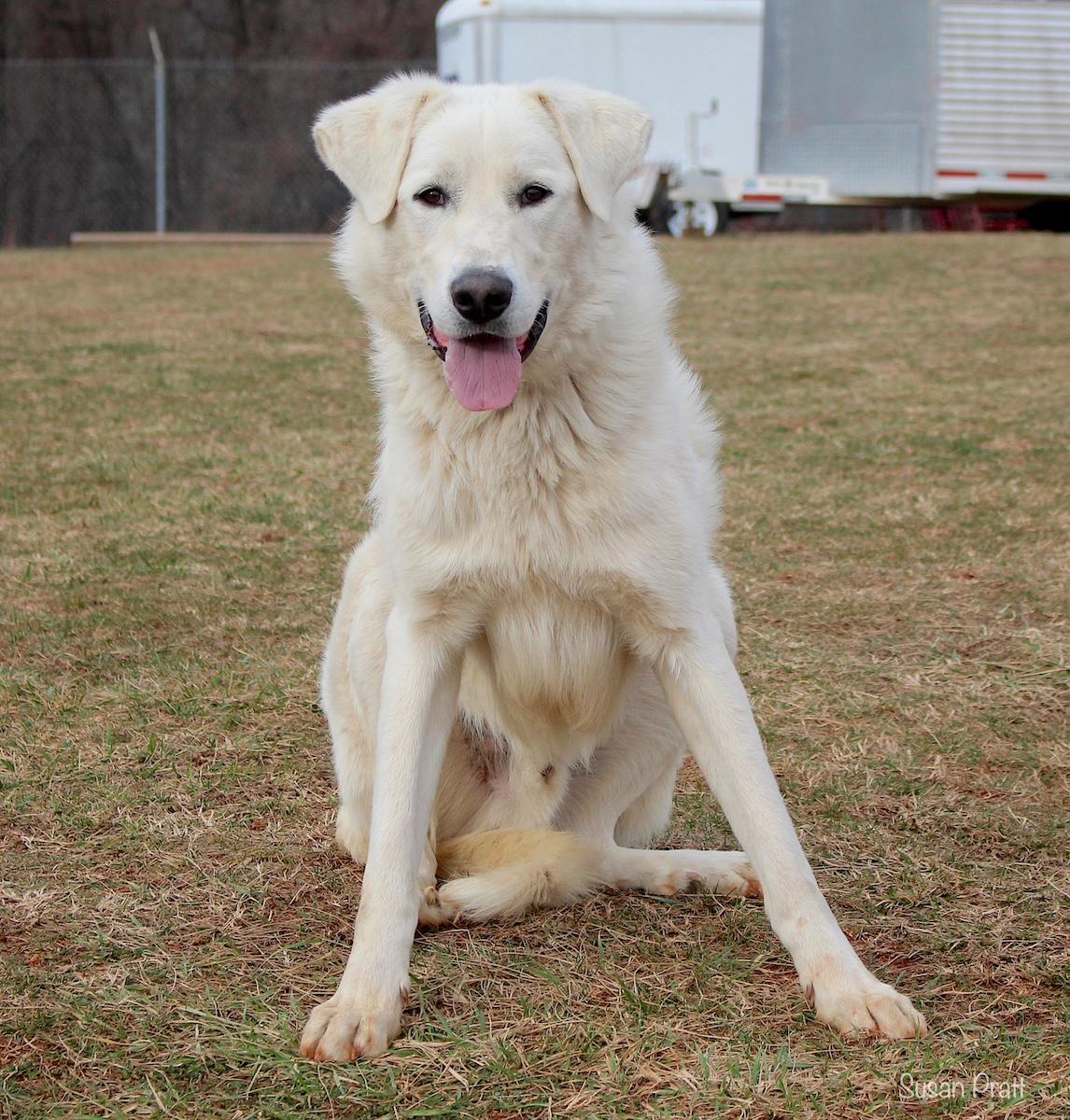 Duke, an adopted mixed breed in Bedford, VA image 3/3