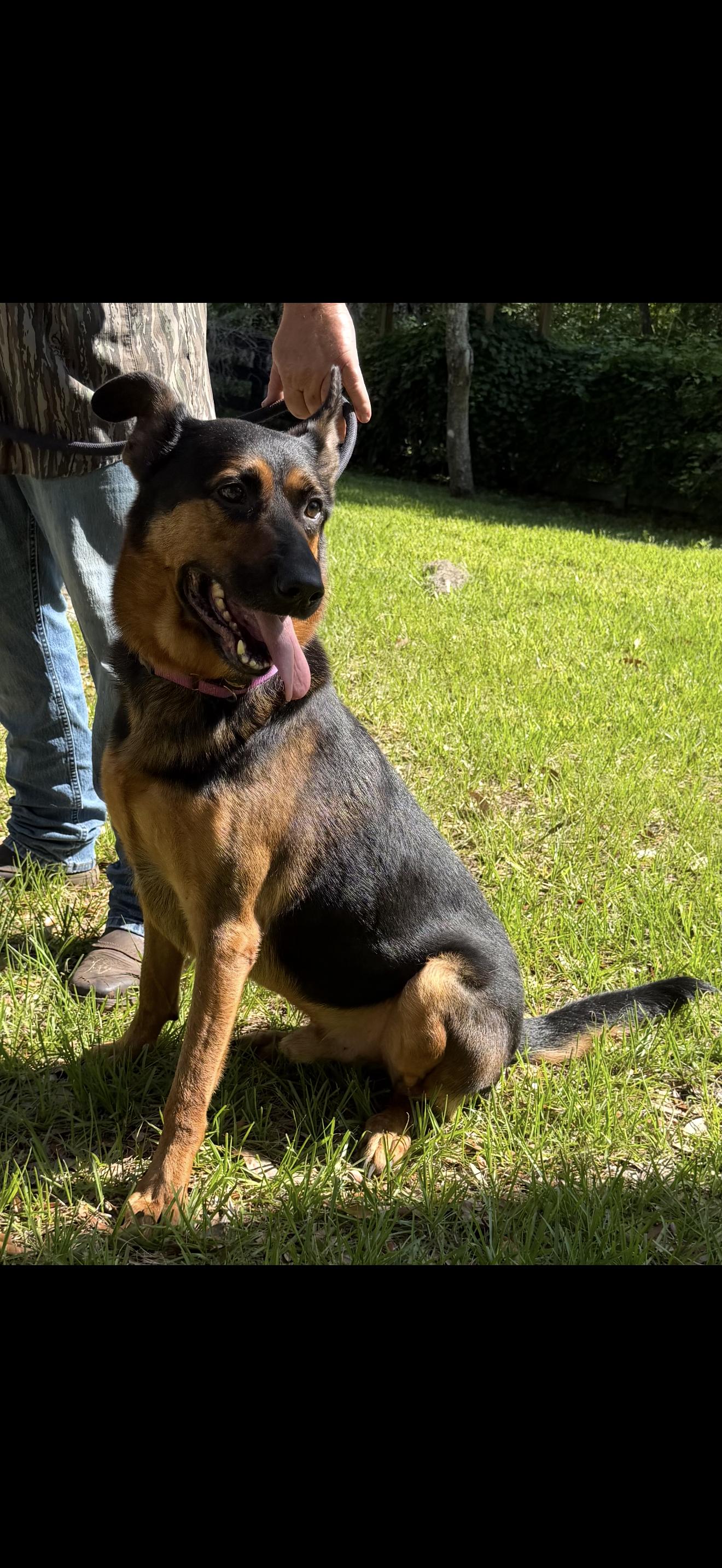 Teddy, a Adoptable German Shepherd Dog in Oviedo, FL image 3/3