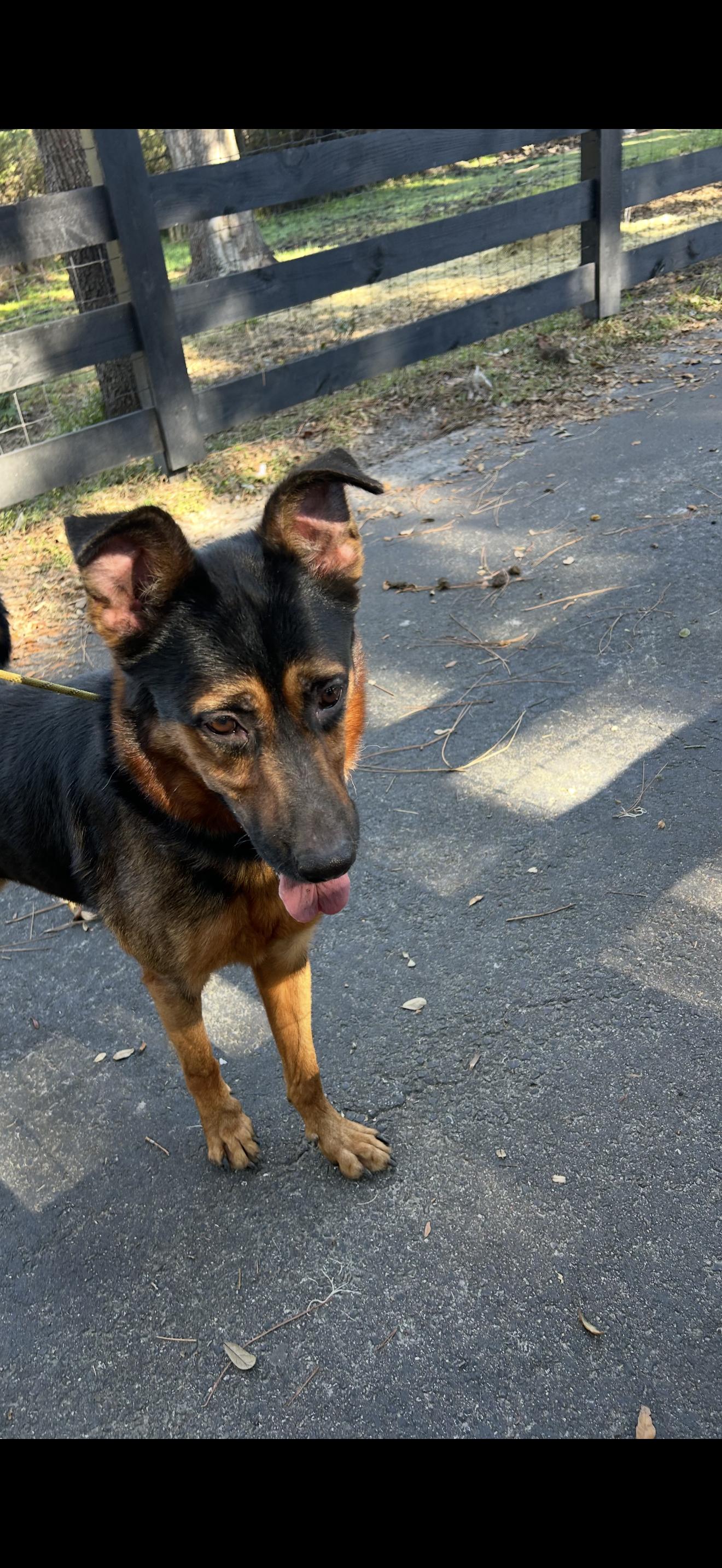 Teddy, Adoptable, Adult Male German Shepherd Dog.