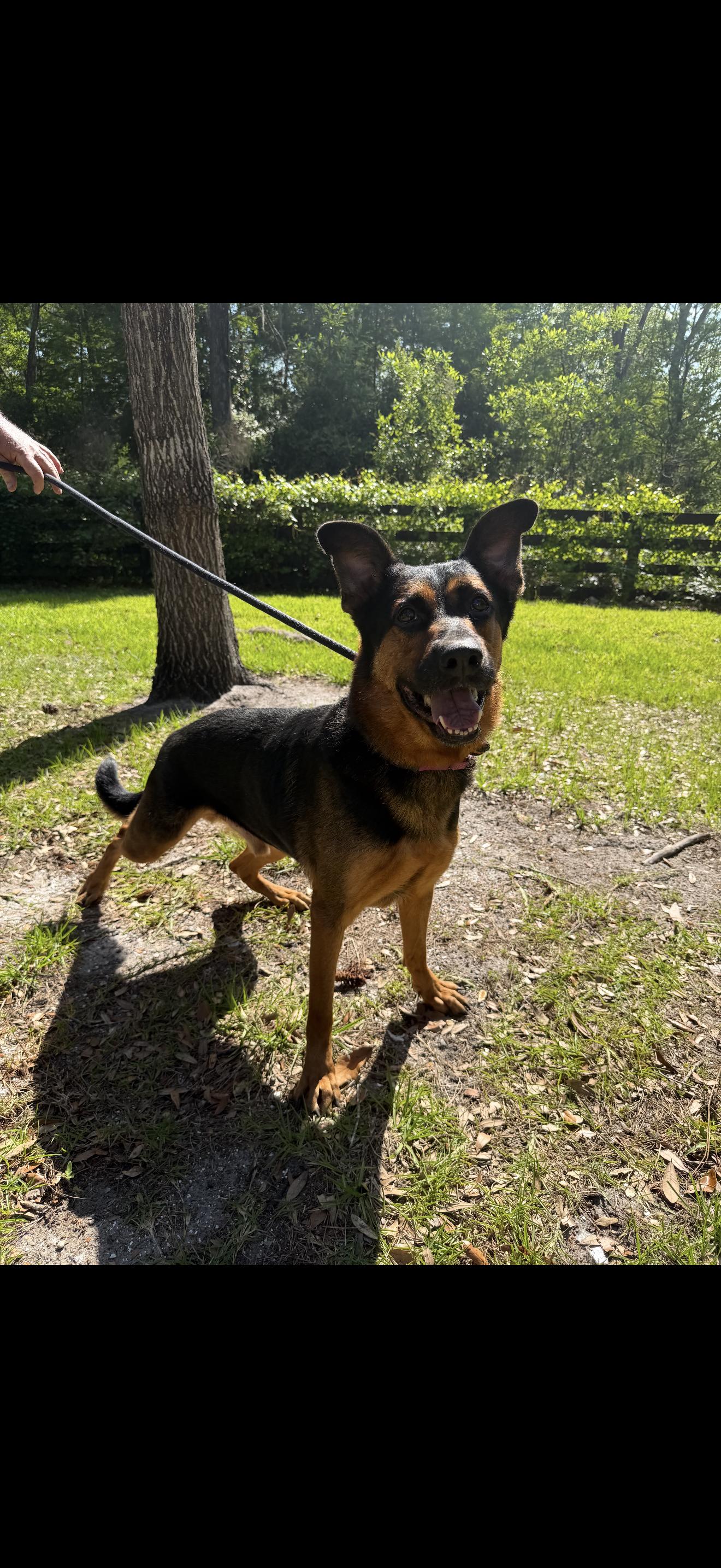 Teddy, a Adoptable German Shepherd Dog in Oviedo, FL image 2/3