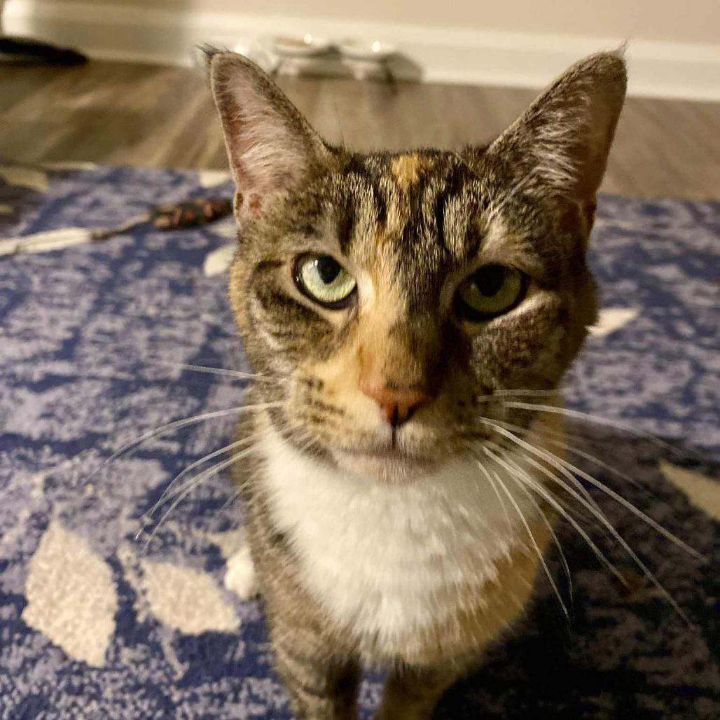 Winnie, a Adoptable Domestic Short Hair in Reisterstown, MD image 1/6