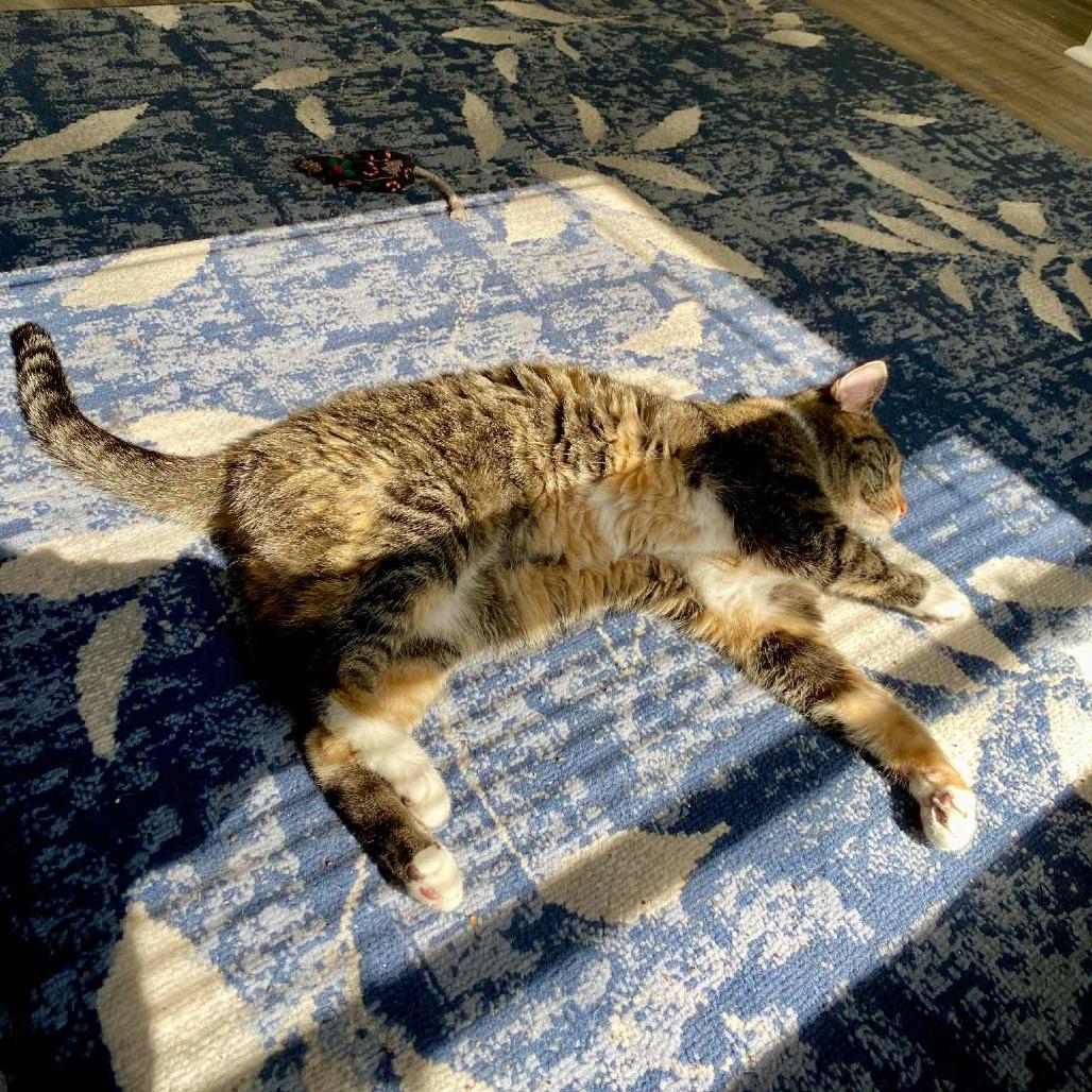 Winnie, a Adoptable Domestic Short Hair in Reisterstown, MD image 2/6