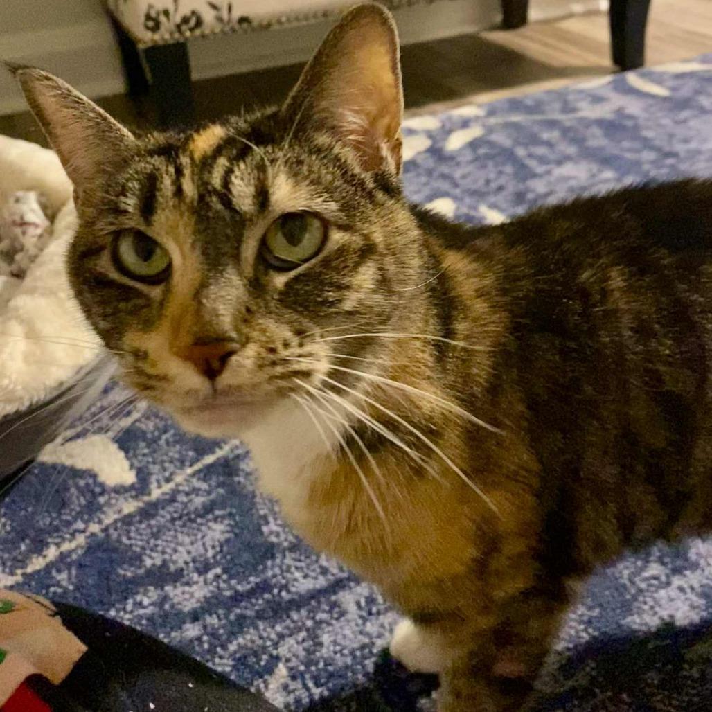Winnie, a Adoptable Domestic Short Hair in Reisterstown, MD image 3/6