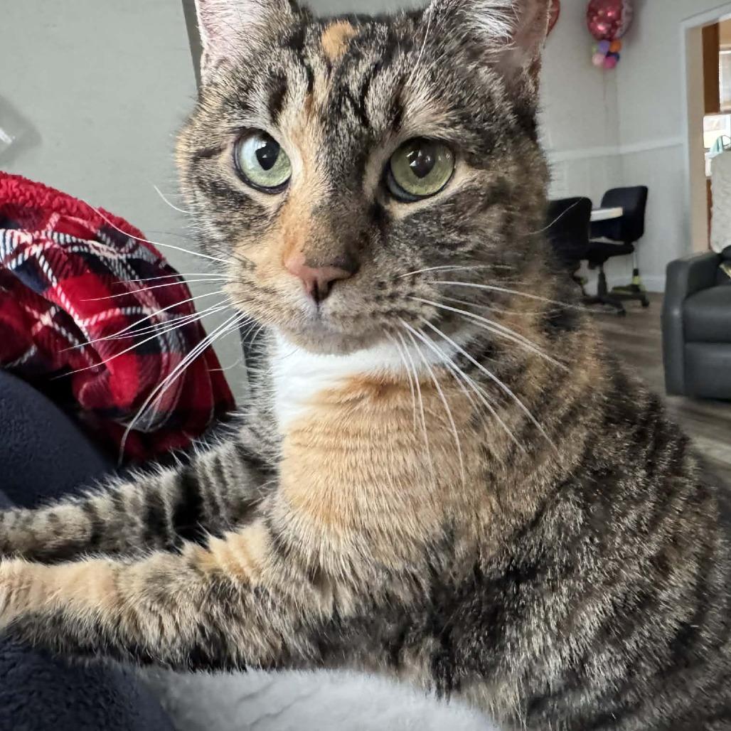 Winnie, a Adoptable Domestic Short Hair in Reisterstown, MD image 4/6