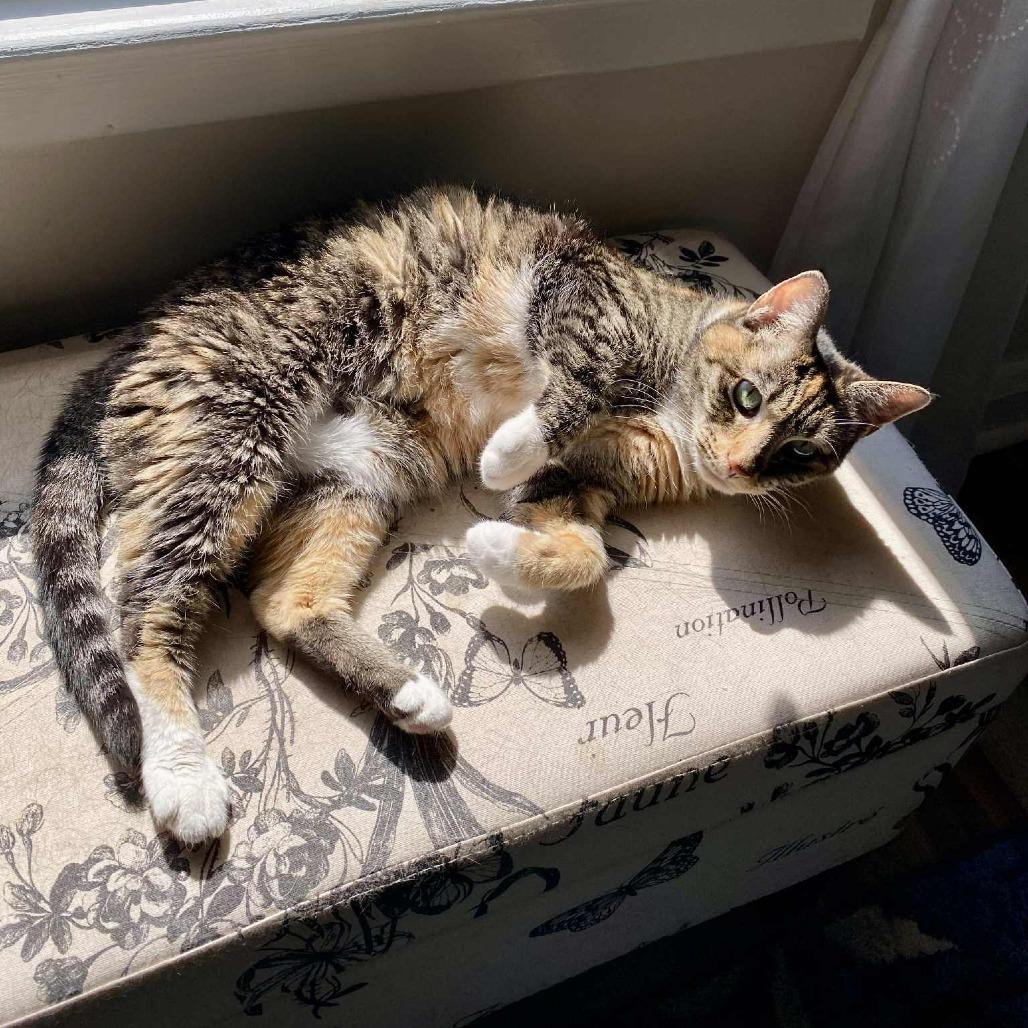 Winnie, a Adoptable Domestic Short Hair in Reisterstown, MD image 5/6