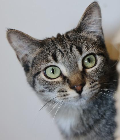 Zazu, Adoptable, Kitten Female Domestic Short Hair & Domestic Short Hair.