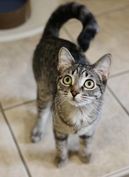 Enlarge Zazu, a Adoptable Domestic Short Hair in Hastings, MN image 3/3