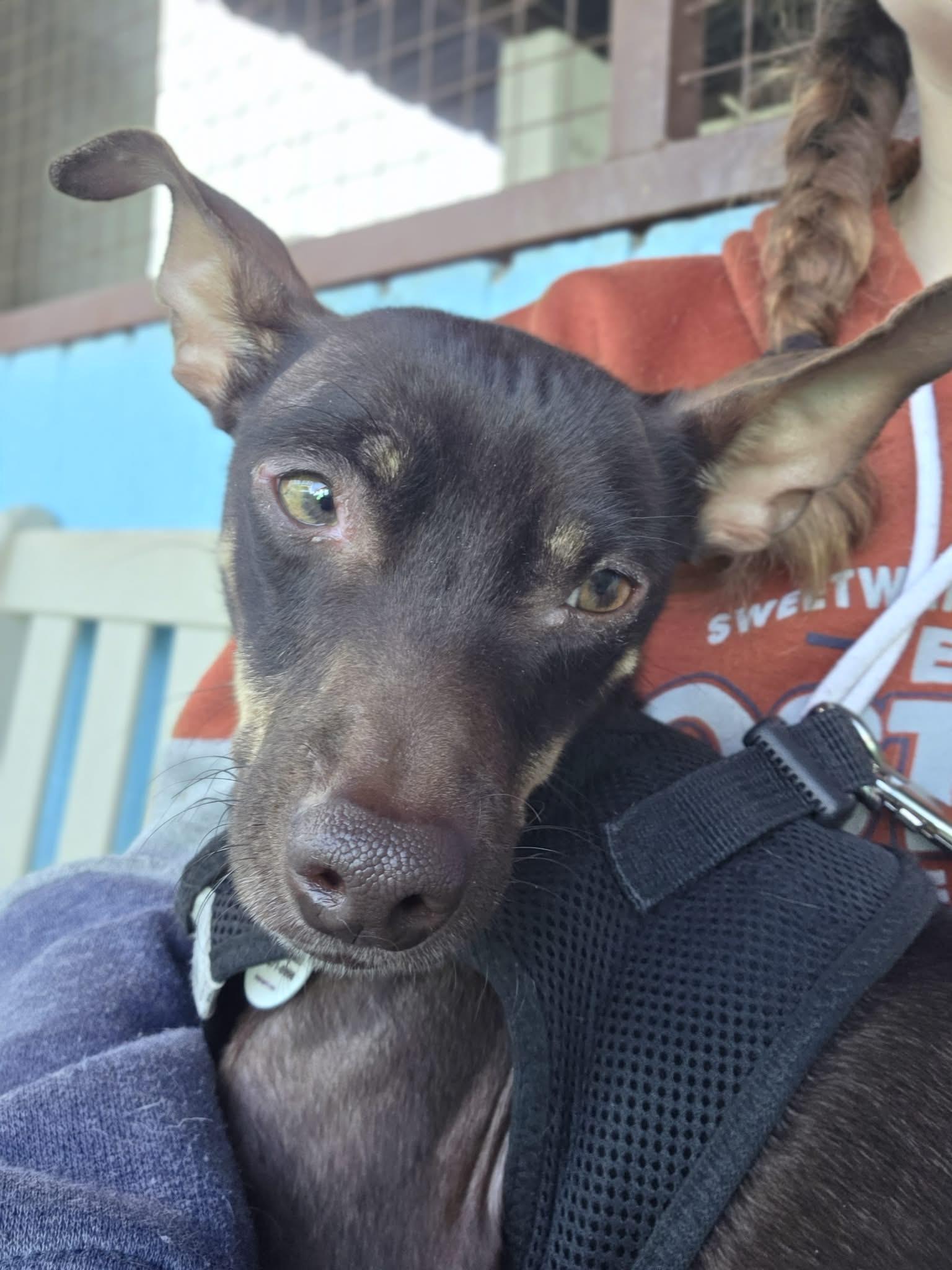 Crinkle, ADOPTABLE, Young Male Chihuahua & Miniature Pinscher.