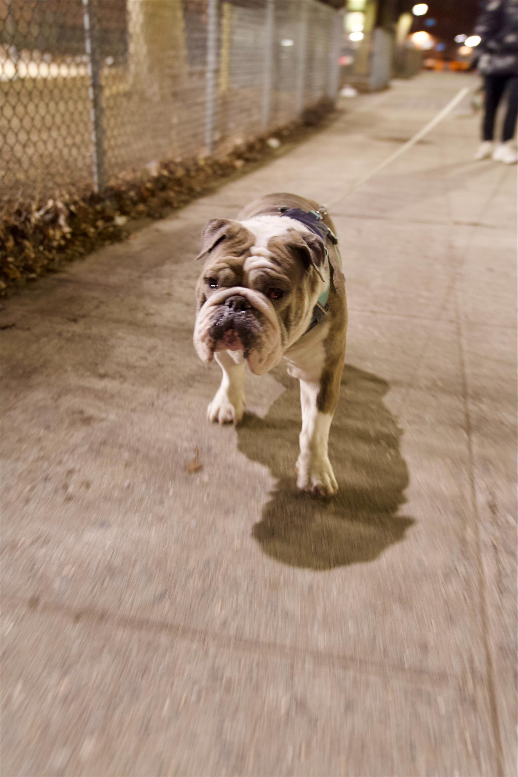 zzCourtesy listing for Bruno and Mars, Adoptable, Senior Male English Bulldog.