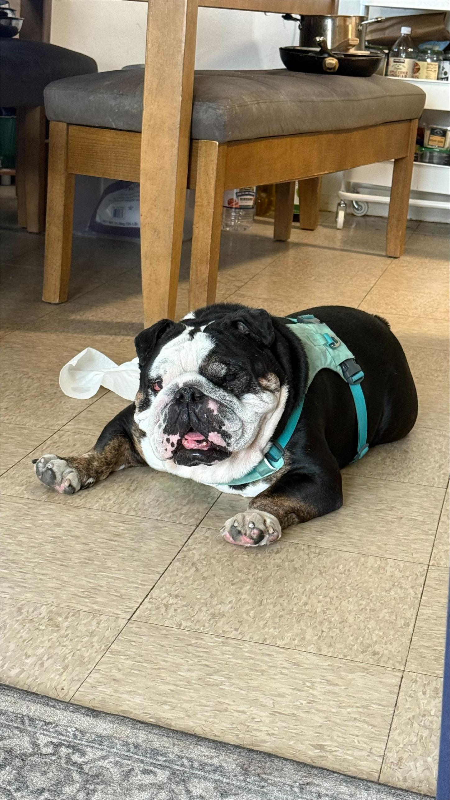 zzCourtesy listing for Bruno and Mars, a Adoptable English Bulldog in New Rochelle, NY image 2/2