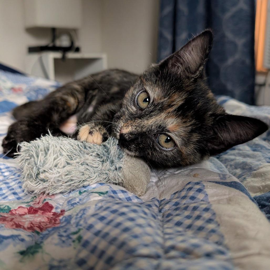 Scary Spice, Adoptable, Kitten Female Domestic Short Hair.