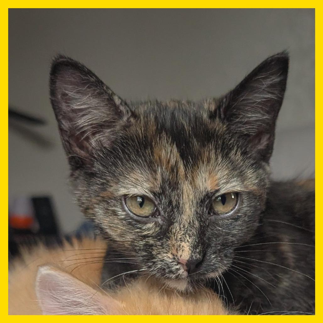 Enlarge Scary Spice, a Adoptable Domestic Short Hair in Laramie, WY image 2/6