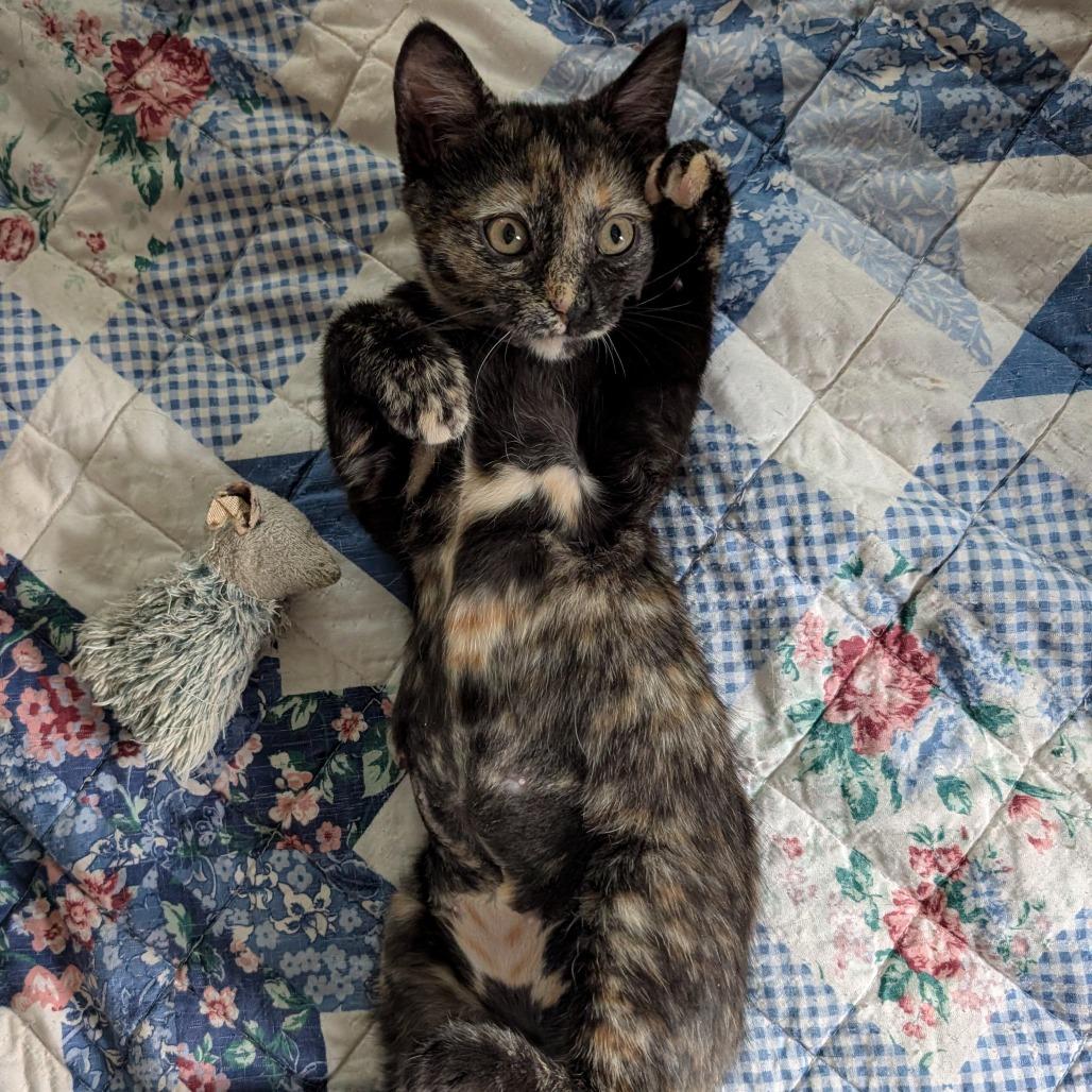 Enlarge Scary Spice, a Adoptable Domestic Short Hair in Laramie, WY image 3/6