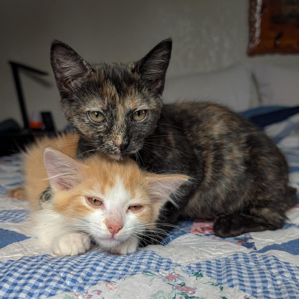 Enlarge Scary Spice, a Adoptable Domestic Short Hair in Laramie, WY image 4/6