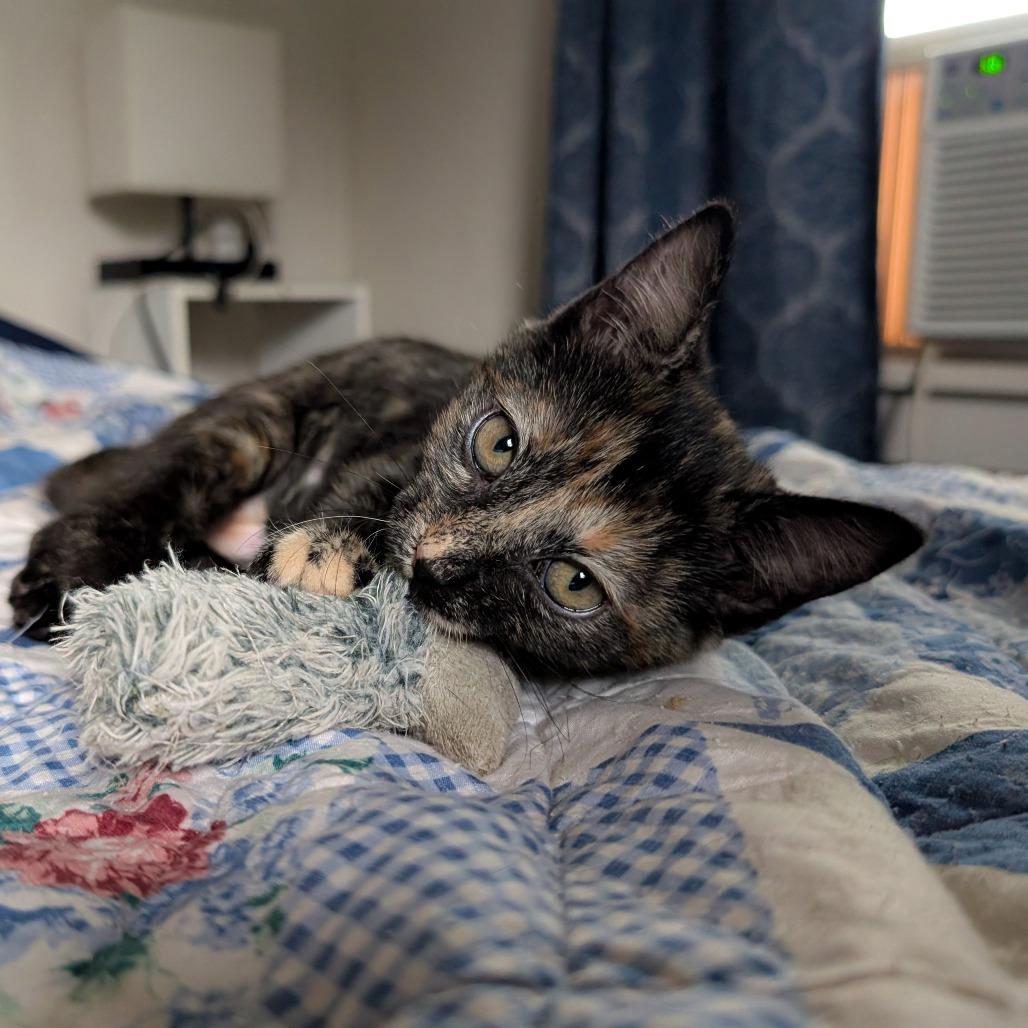 Enlarge Scary Spice, a Adoptable Domestic Short Hair in Laramie, WY image 5/6