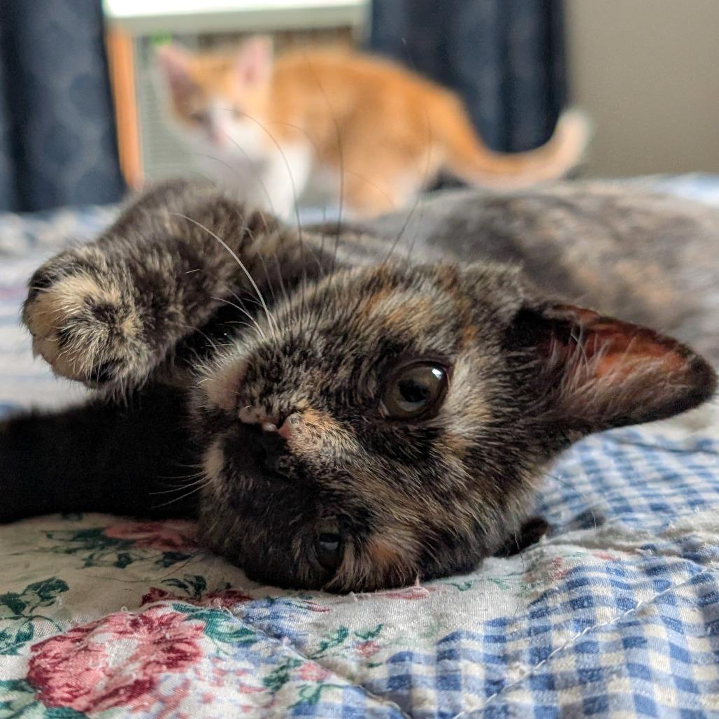 Enlarge Scary Spice, a Adoptable Domestic Short Hair in Laramie, WY image 6/6