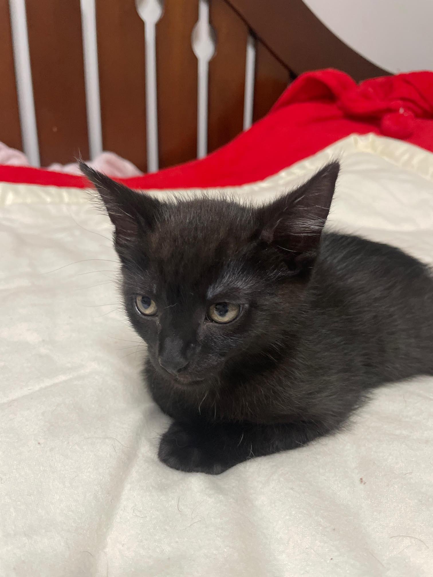 Malachite, Adopted, Kitten Male Domestic Medium Hair.