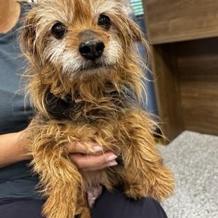 Enlarge Thelma, an adoptable mixed breed in Converse, TX image 3/3